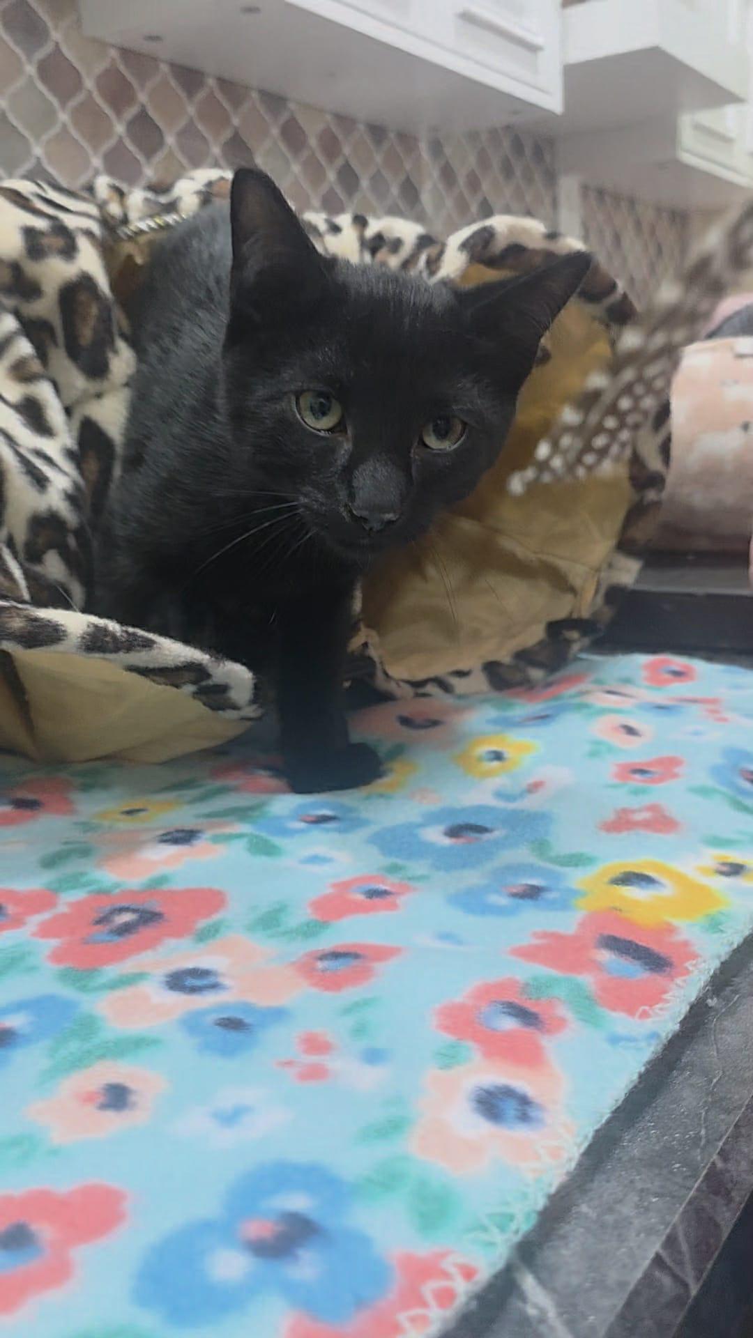 Aster 2, a Adoptable Domestic Medium Hair in Norwich, CT image 2/5