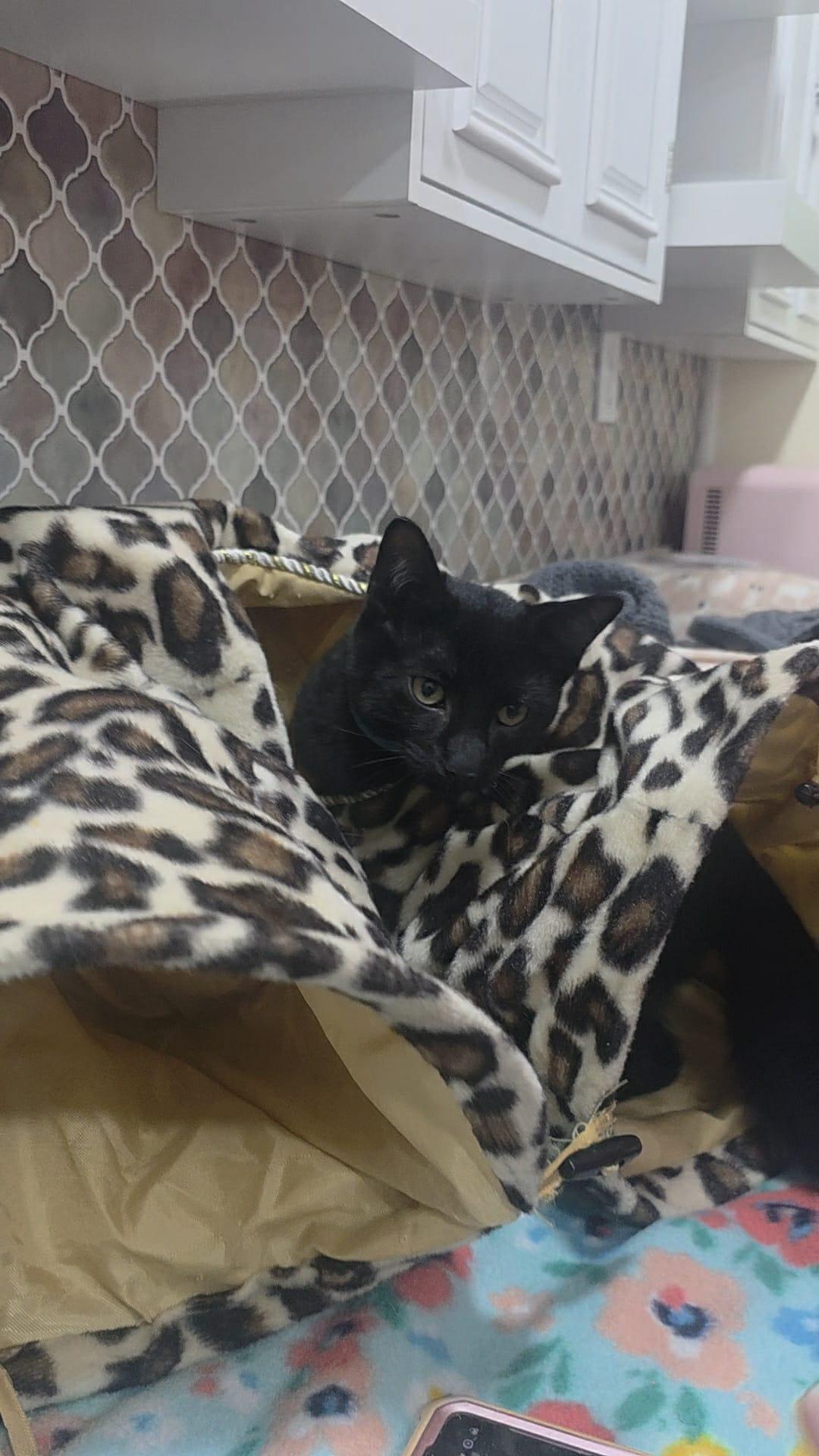 Aster 2, a Adoptable Domestic Medium Hair in Norwich, CT image 3/5