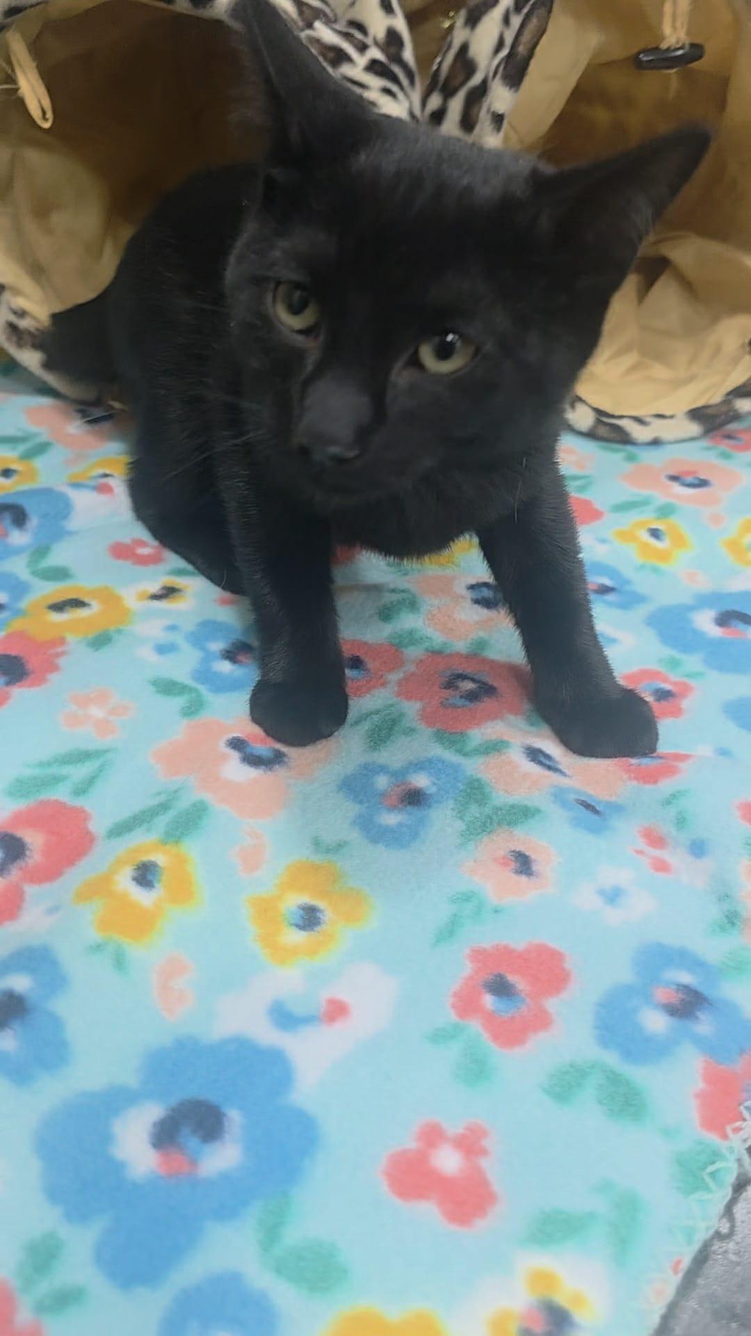 Aster 2, a Adoptable Domestic Medium Hair in Norwich, CT image 4/5