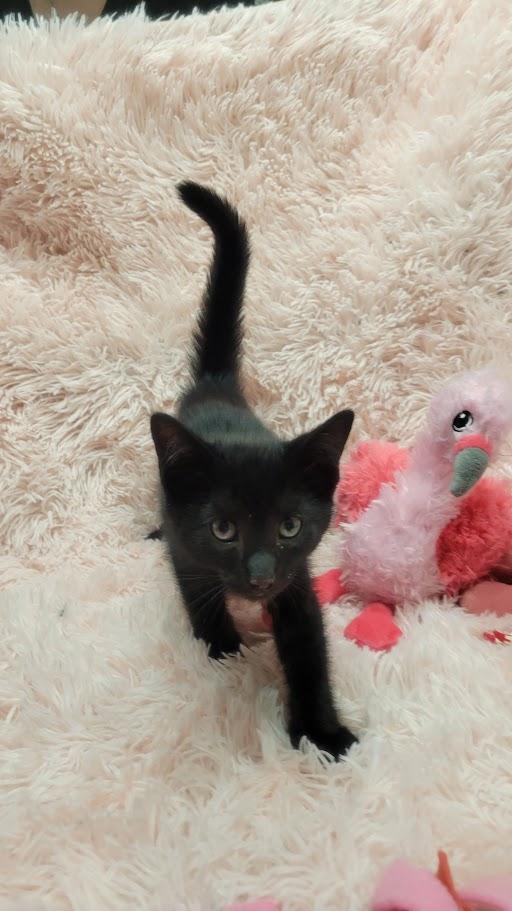 Aster 2, a Adoptable Domestic Medium Hair in Norwich, CT image 5/5