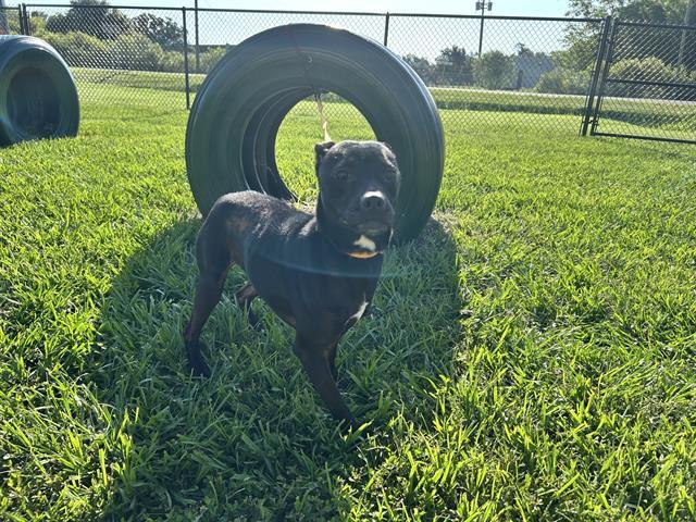 MILLIE, Adoptable, Adult Female Labrador Retriever & Mixed Breed.