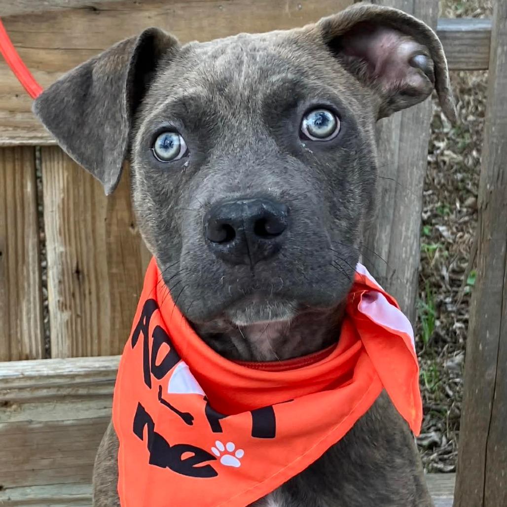 Ernie, a Adoptable Mixed Breed in Pulaski, TN image 1/3