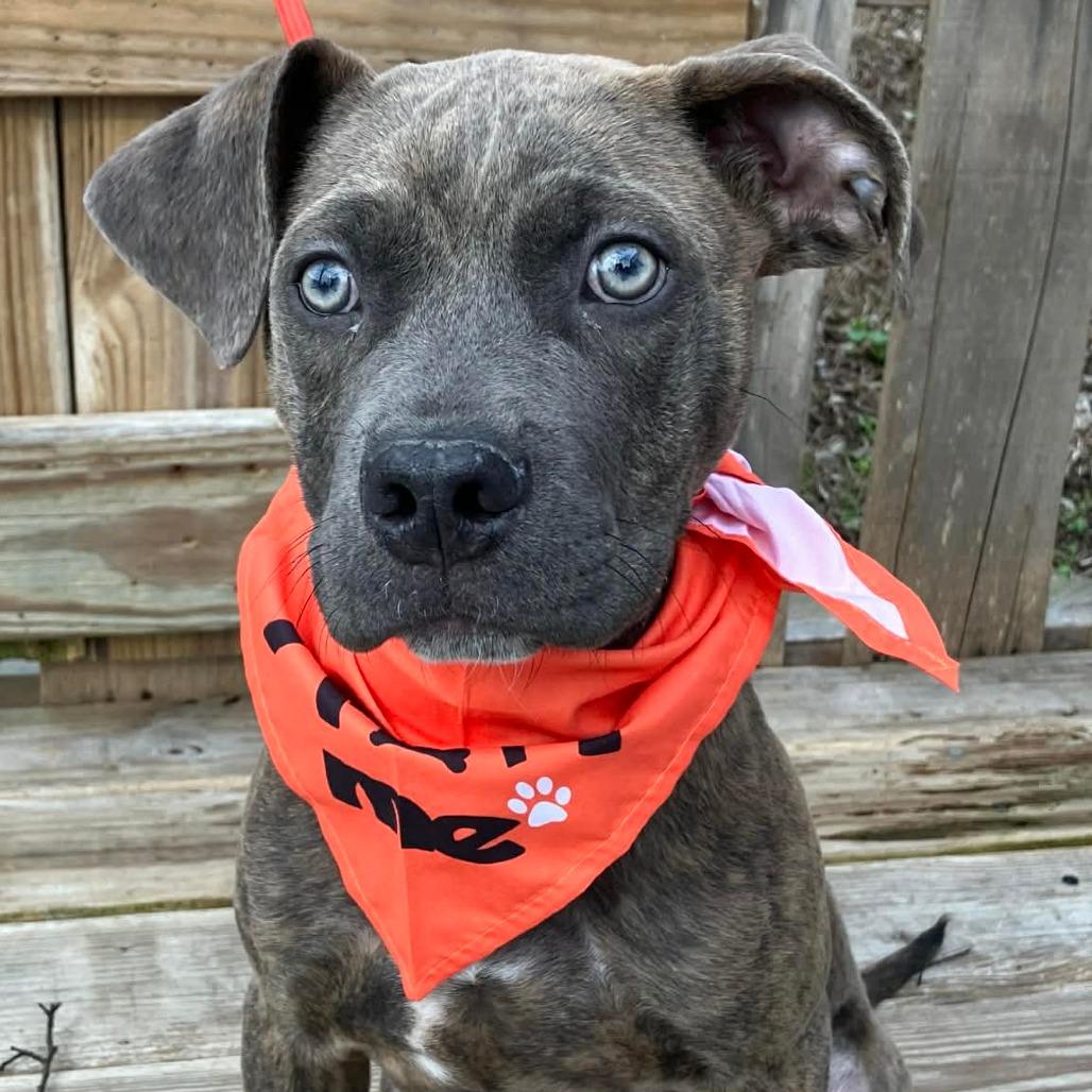 Ernie, a Adoptable Mixed Breed in Pulaski, TN image 2/3