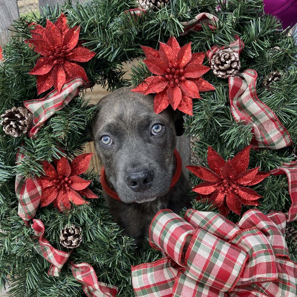 Ernie, a Adoptable Mixed Breed in Pulaski, TN image 3/3