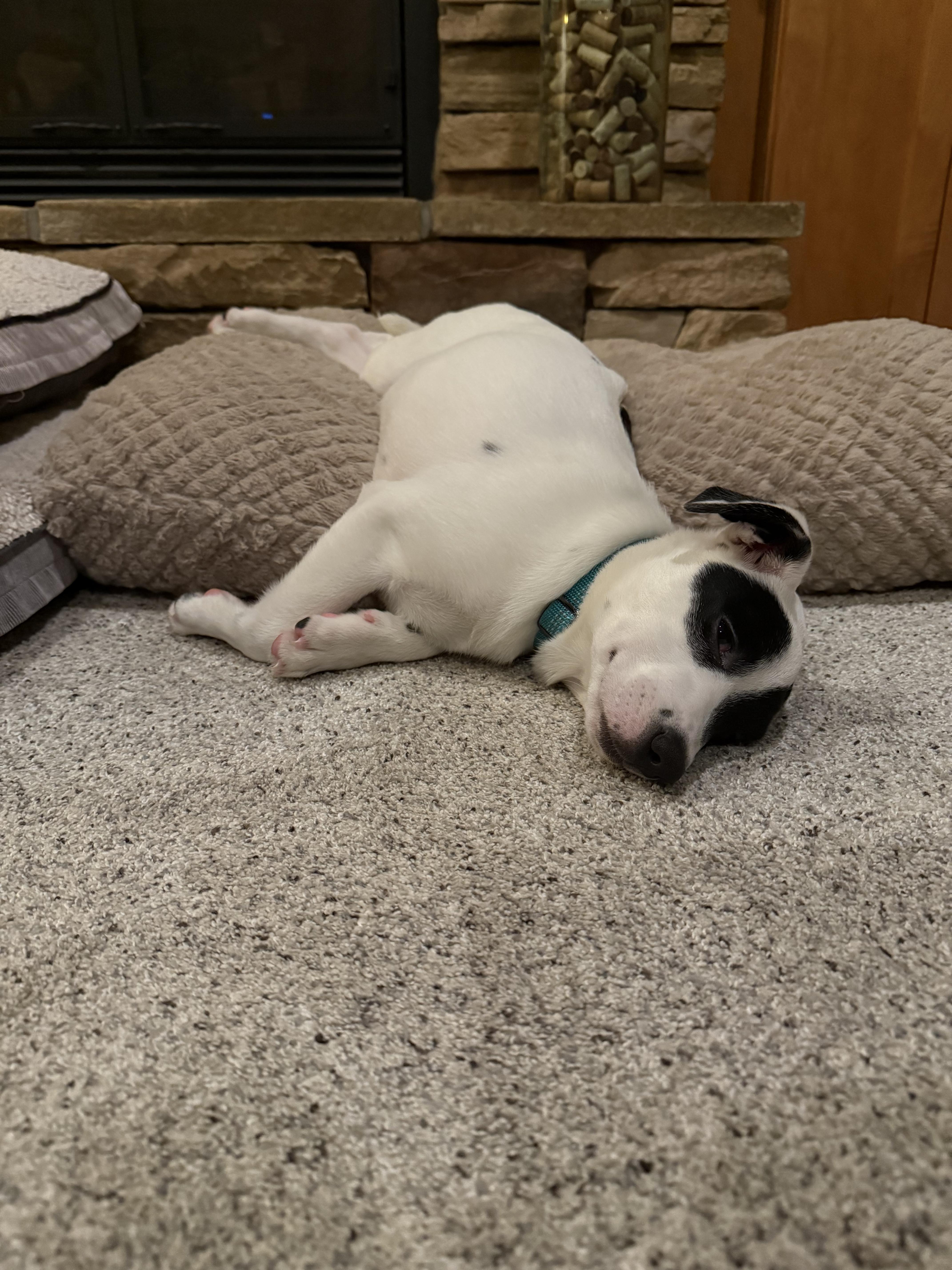 Enlarge Lizzie - In Foster, a Adoptable mixed breed in Kalamazoo, MI image 3/6
