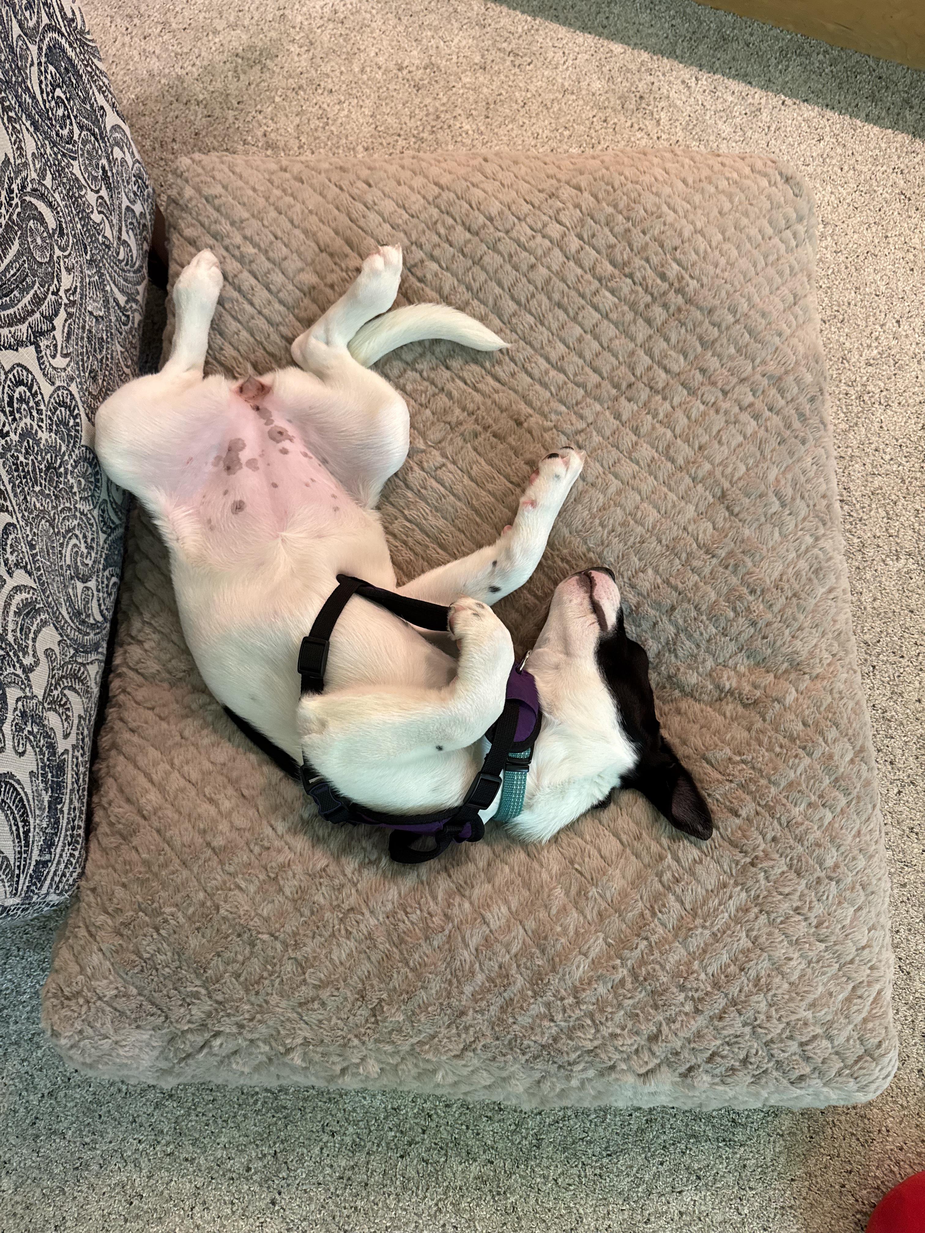 Enlarge Lizzie - In Foster, a Adoptable mixed breed in Kalamazoo, MI image 6/6
