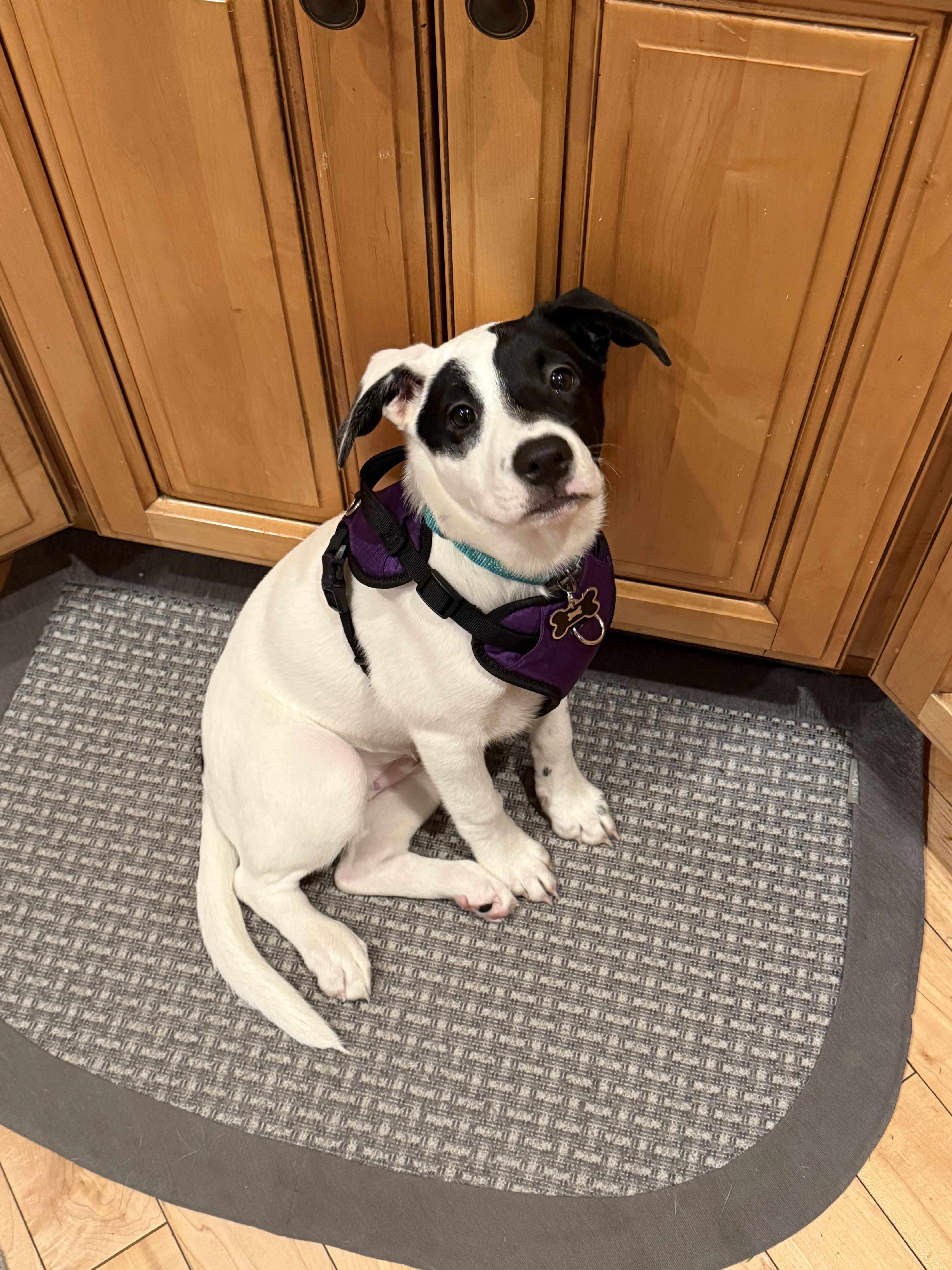 Enlarge Lizzie - In Foster, a Adoptable mixed breed in Kalamazoo, MI image 1/6