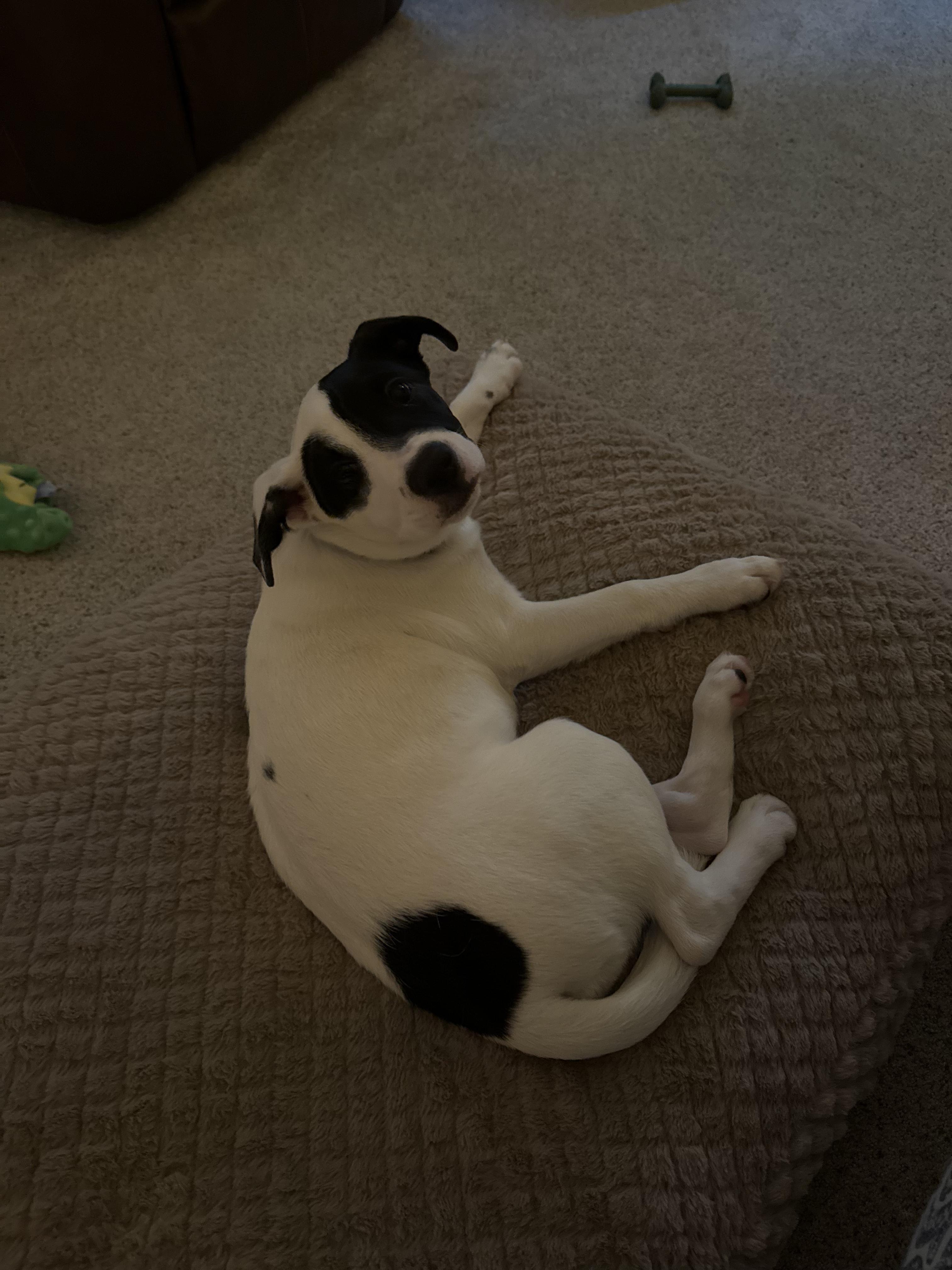 Enlarge Lizzie - In Foster, a Adoptable mixed breed in Kalamazoo, MI image 5/6