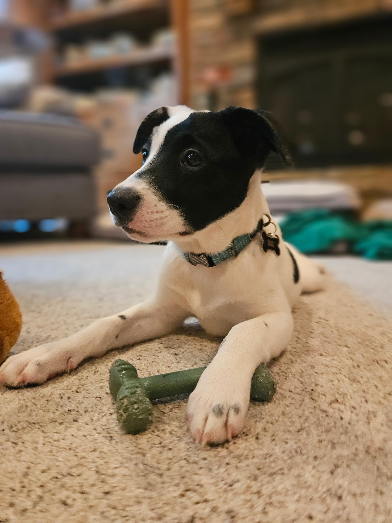 Enlarge Lizzie - In Foster, a Adoptable mixed breed in Kalamazoo, MI image 2/6