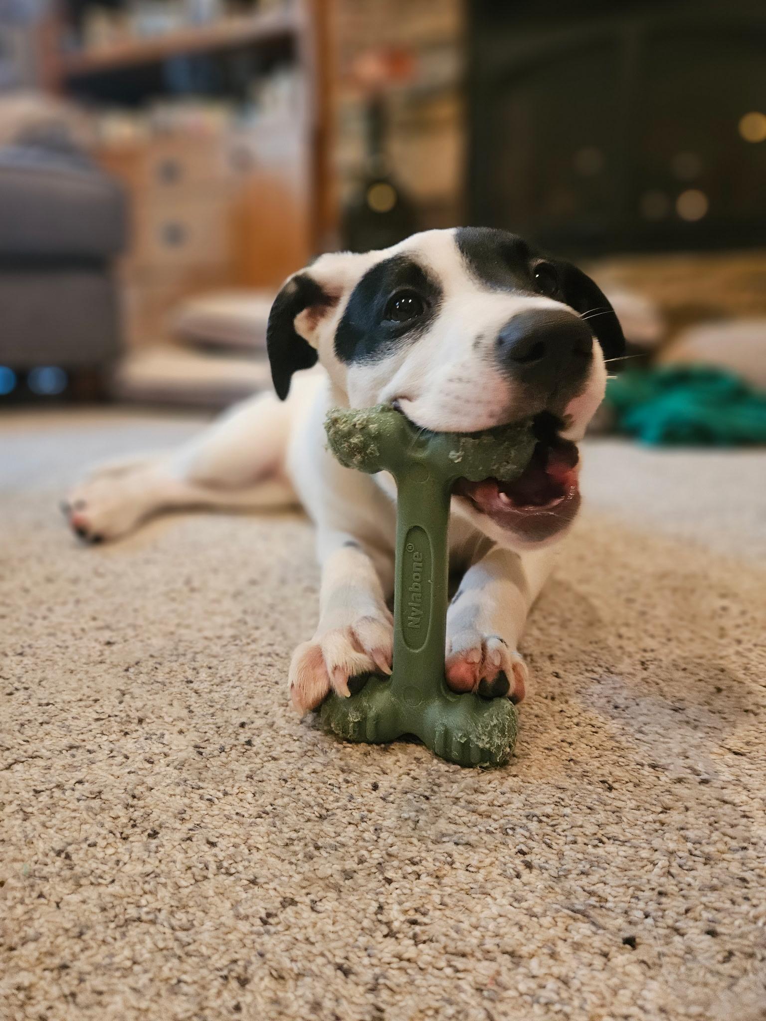 Enlarge Lizzie - In Foster, a Adoptable mixed breed in Kalamazoo, MI image 4/6