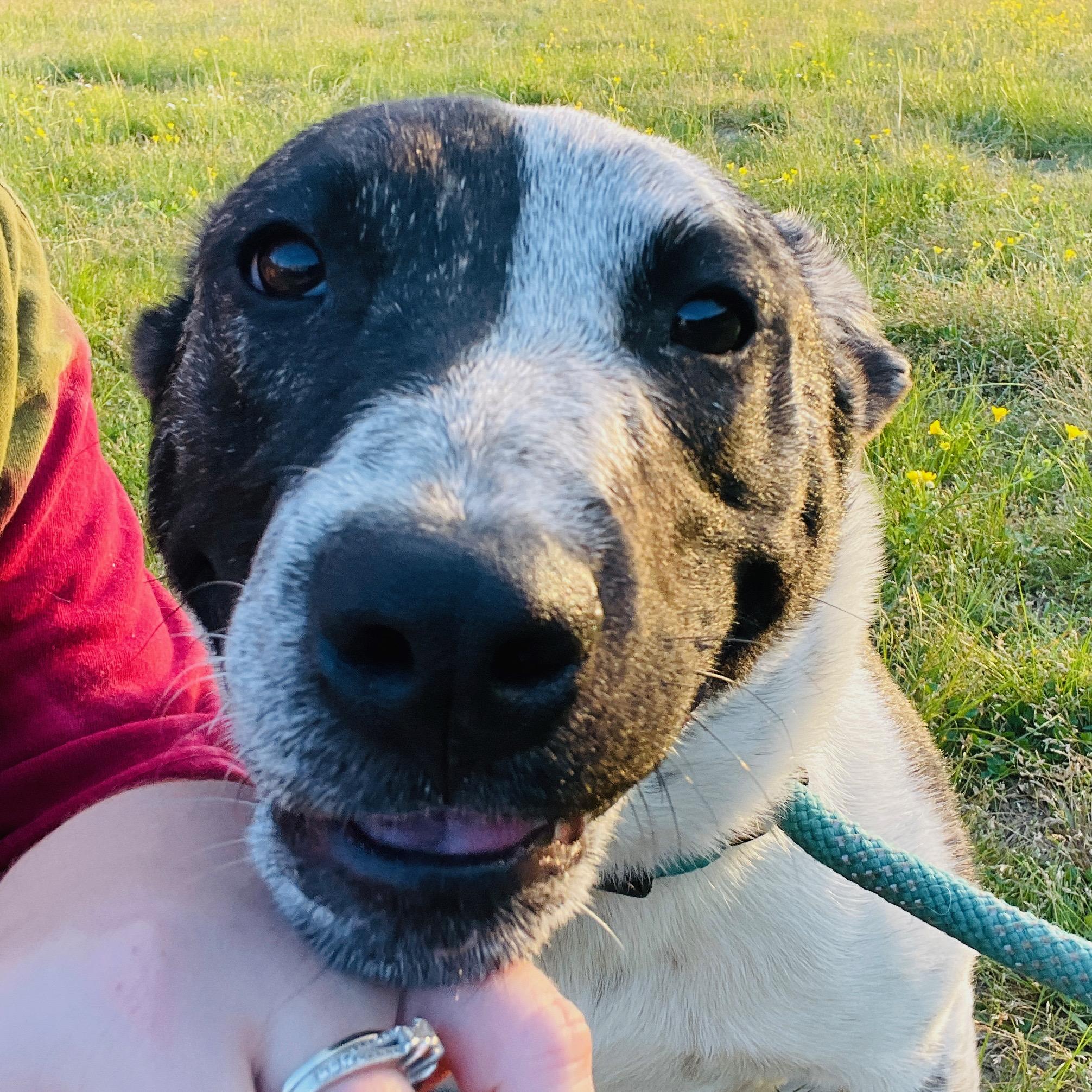 Enlarge Mary Kate *SPONSORED FEE*, a Adopted mixed breed in Sharon, VT image 4/5