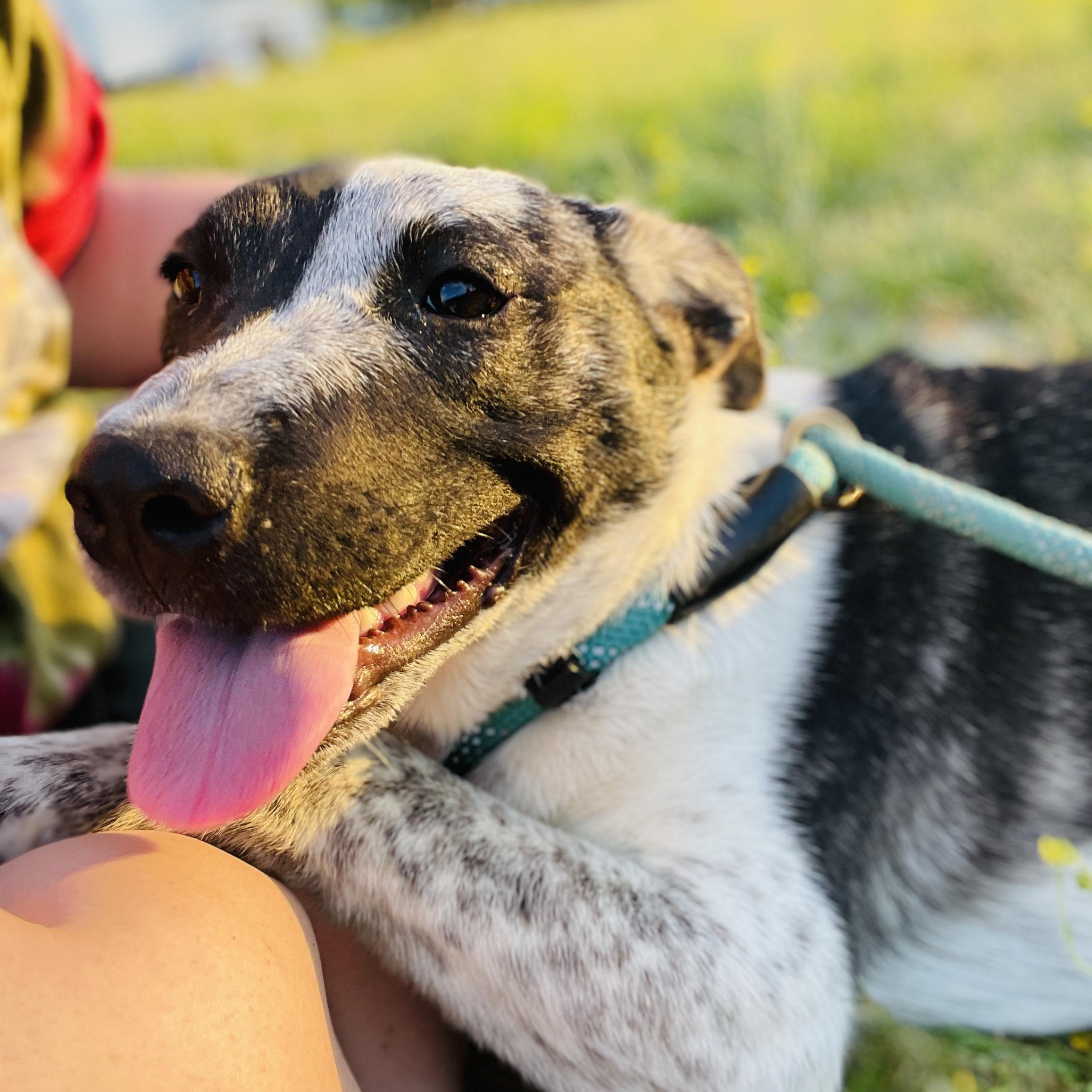 Enlarge Mary Kate *SPONSORED FEE*, a Adopted mixed breed in Sharon, VT image 2/5