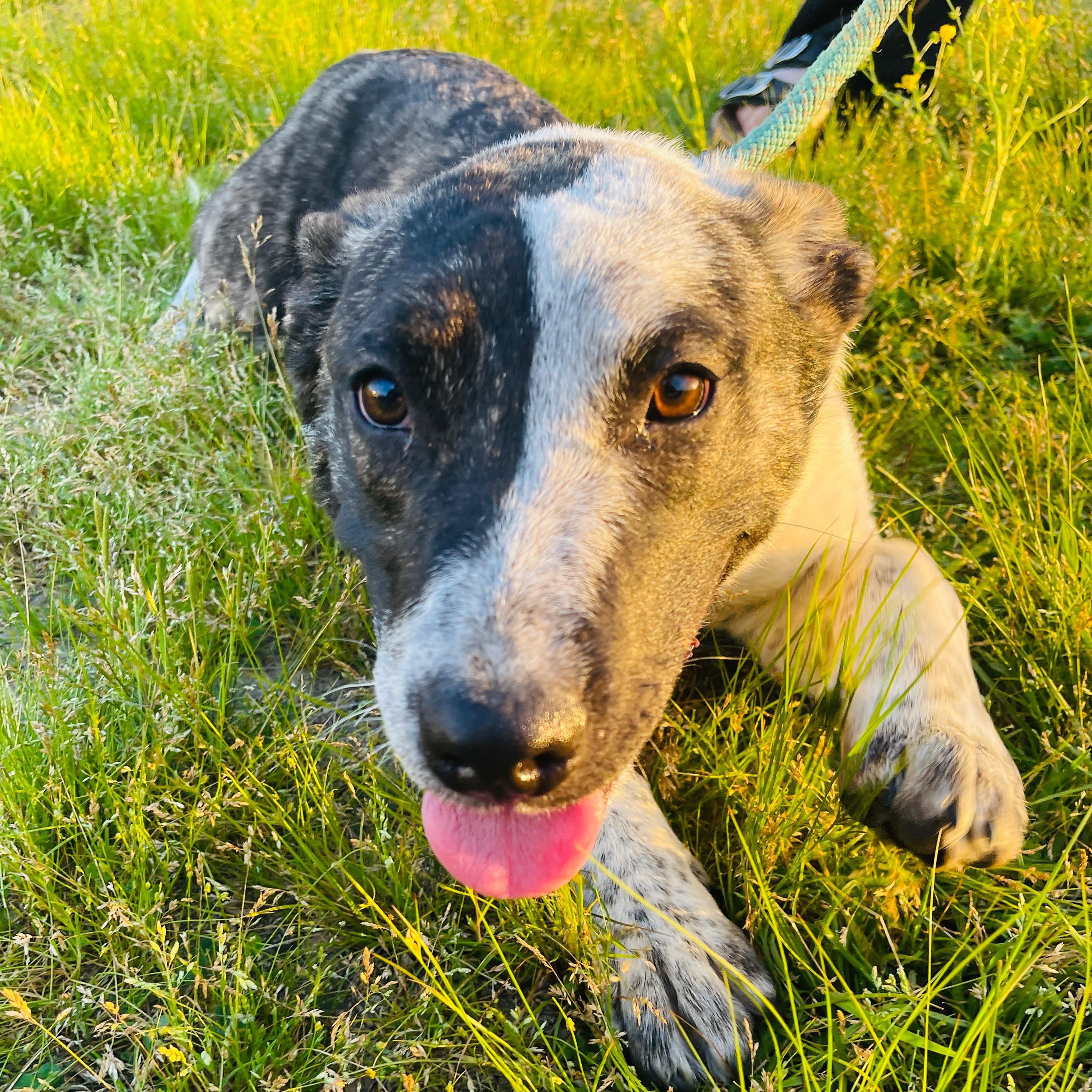 Enlarge Mary Kate *SPONSORED FEE*, a Adopted mixed breed in Sharon, VT image 3/5