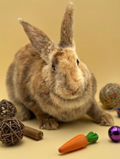 Enlarge Bumble Bee, a Adoptable mixed breed in Bowling Green, KY image 2/3