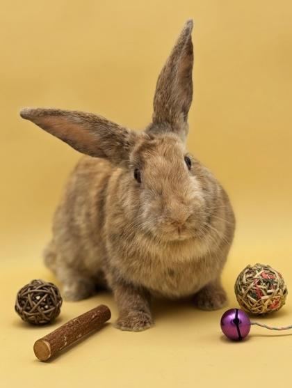 Enlarge Bumble Bee, a Adoptable mixed breed in Bowling Green, KY image 3/3