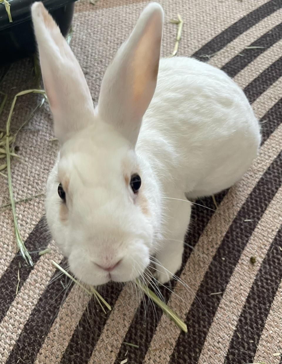 Hunny Bunny, a Adopted mixed breed in Los Angeles, CA image 1/6