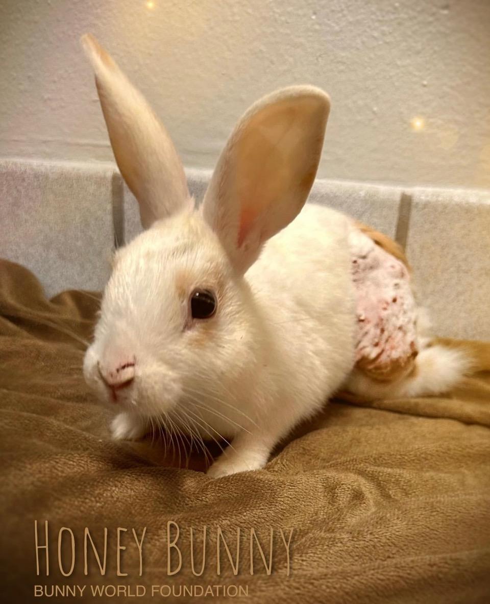 Hunny Bunny, a Adopted mixed breed in Los Angeles, CA image 2/6