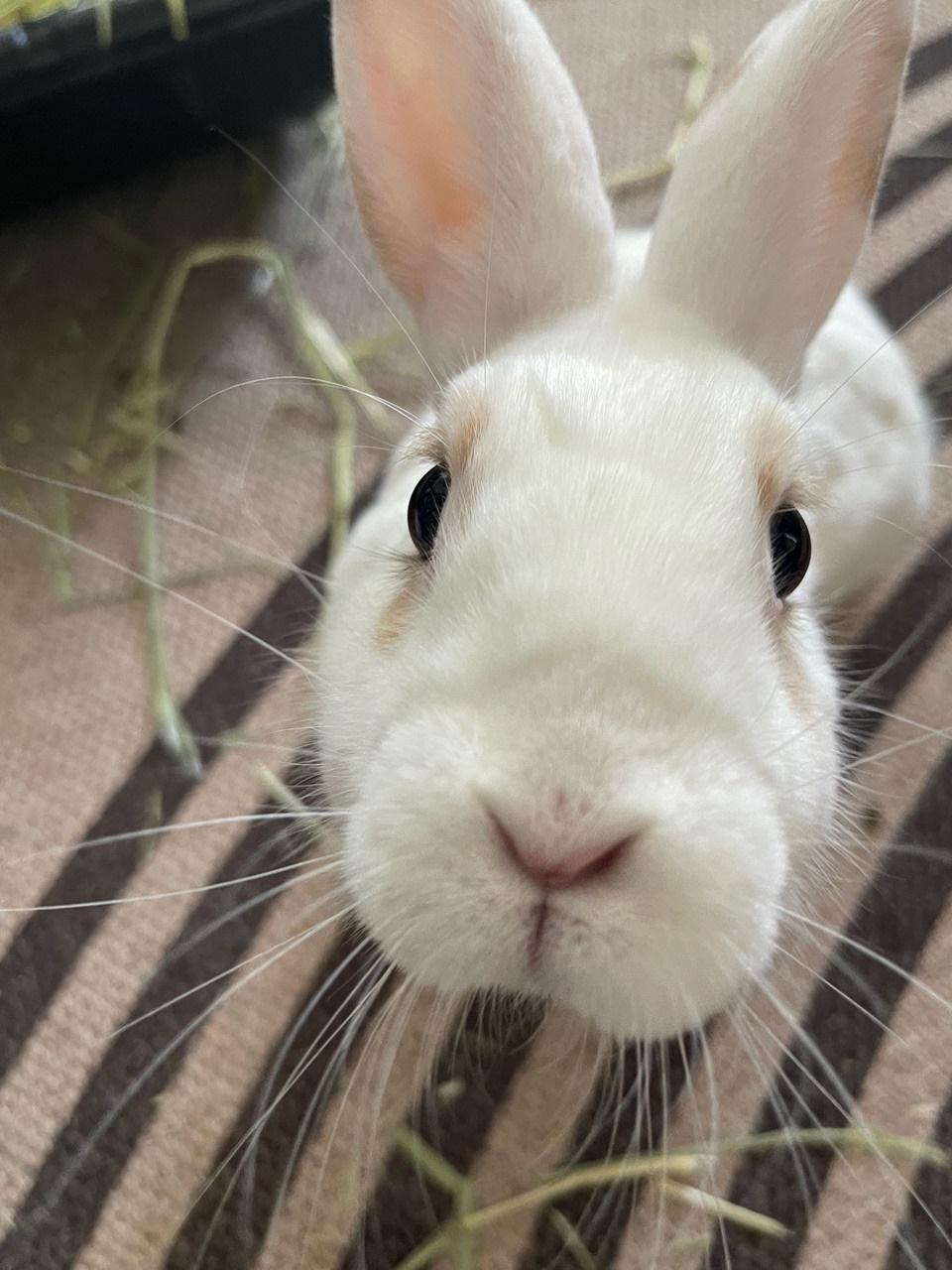 Hunny Bunny, a Adopted mixed breed in Los Angeles, CA image 5/6