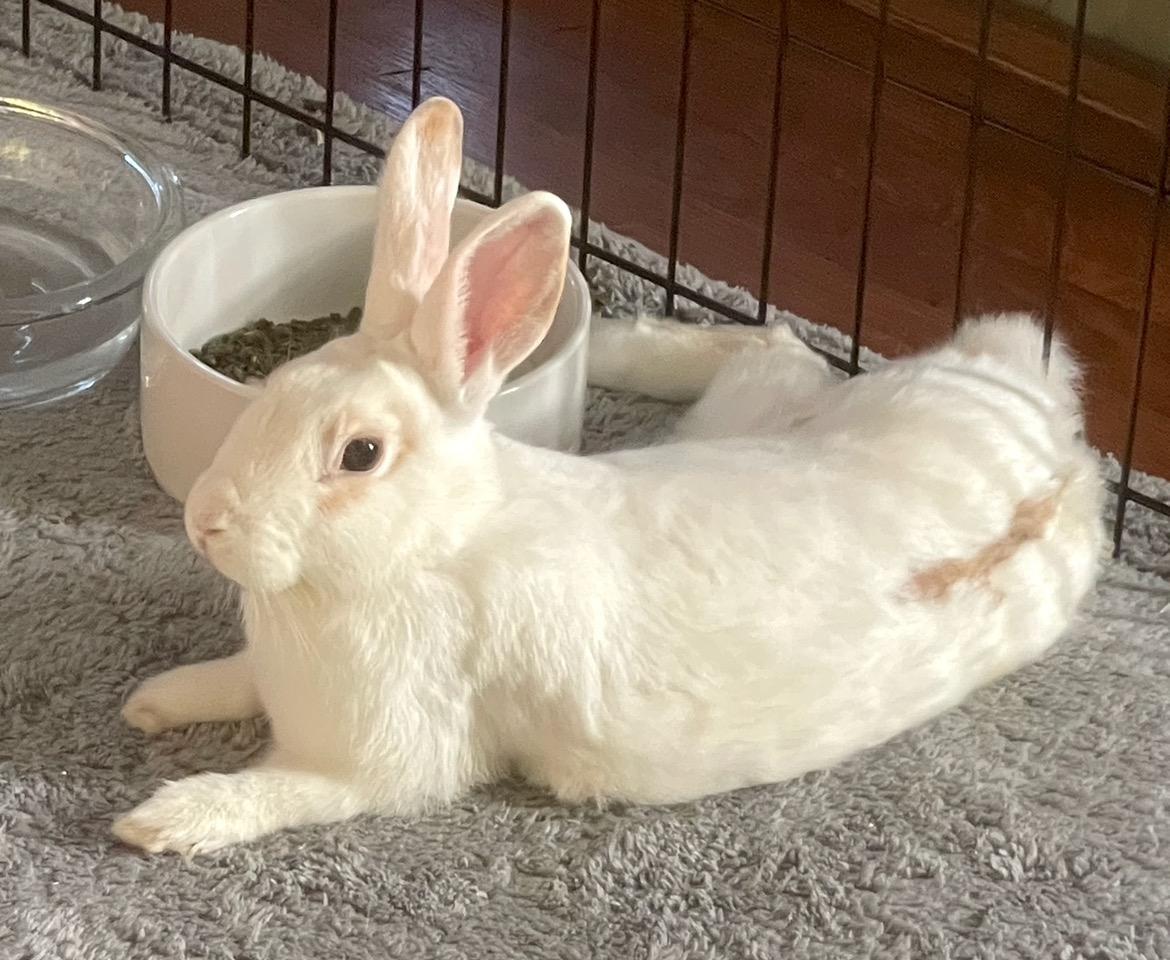 Hunny Bunny, a Adopted mixed breed in Los Angeles, CA image 3/6
