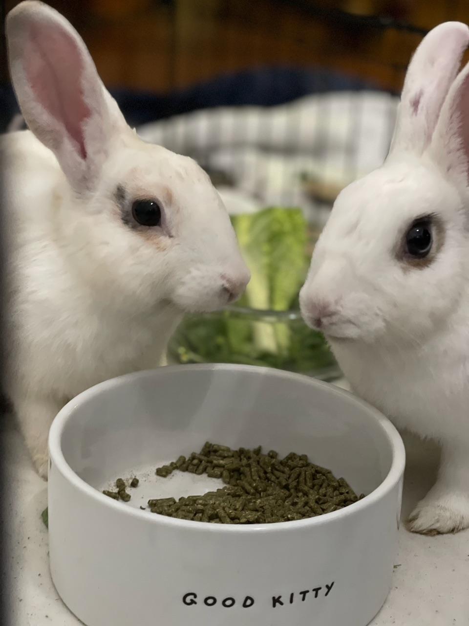 Hunny Bunny, a Adopted mixed breed in Los Angeles, CA image 6/6