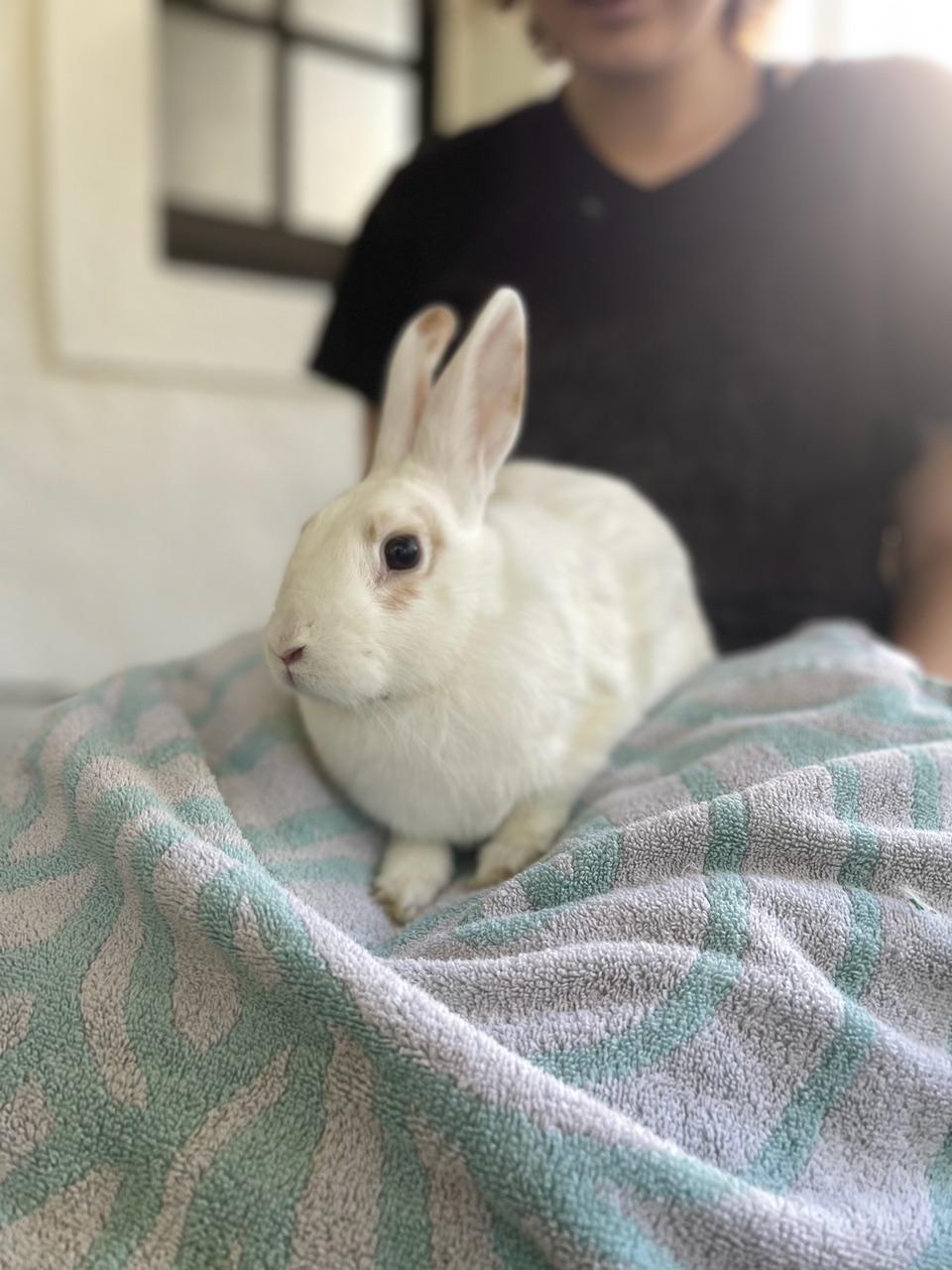 Hunny Bunny, a Adopted mixed breed in Los Angeles, CA image 4/6