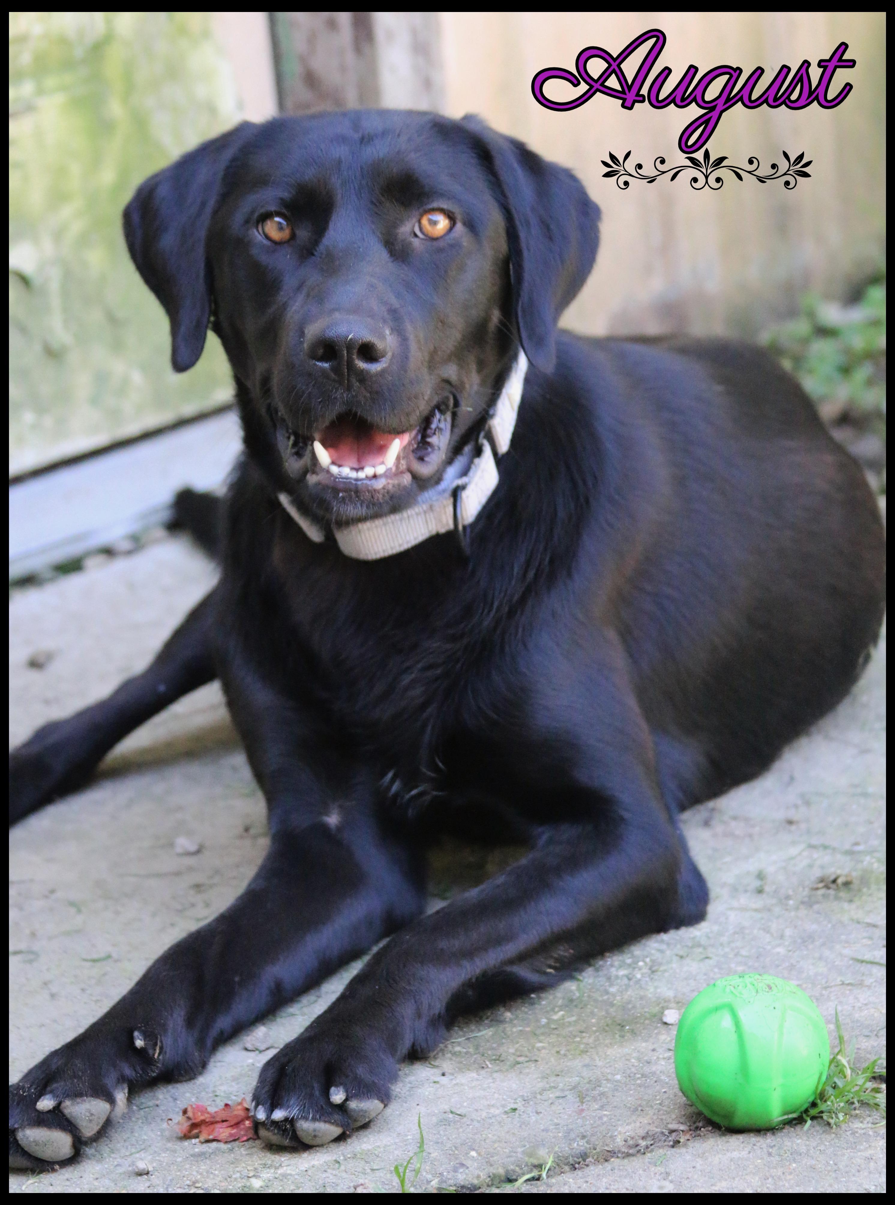 Enlarge August, a Adoption Pending mixed breed in Shippenville, PA image 1/6
