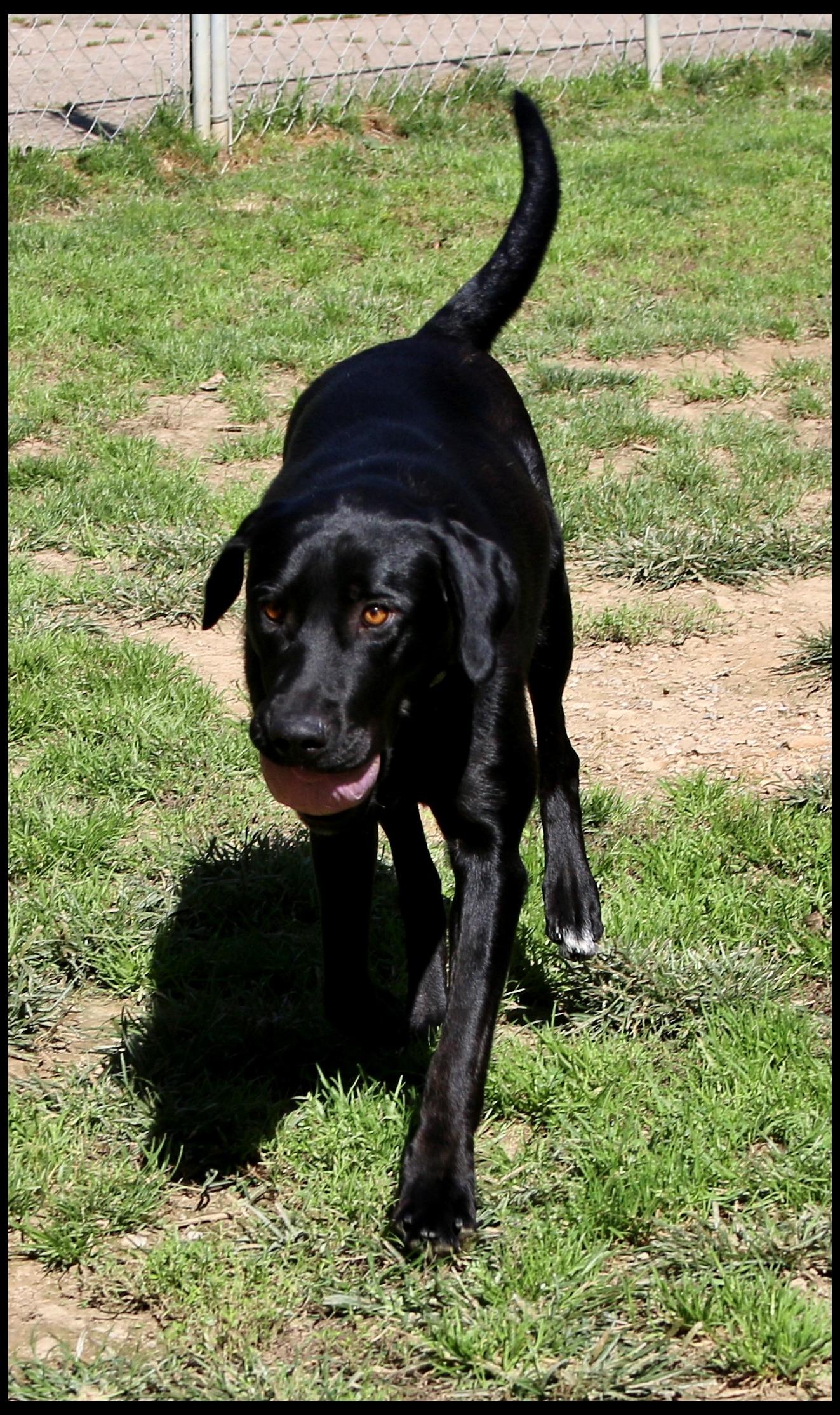 Enlarge August, a Adoption Pending mixed breed in Shippenville, PA image 4/6
