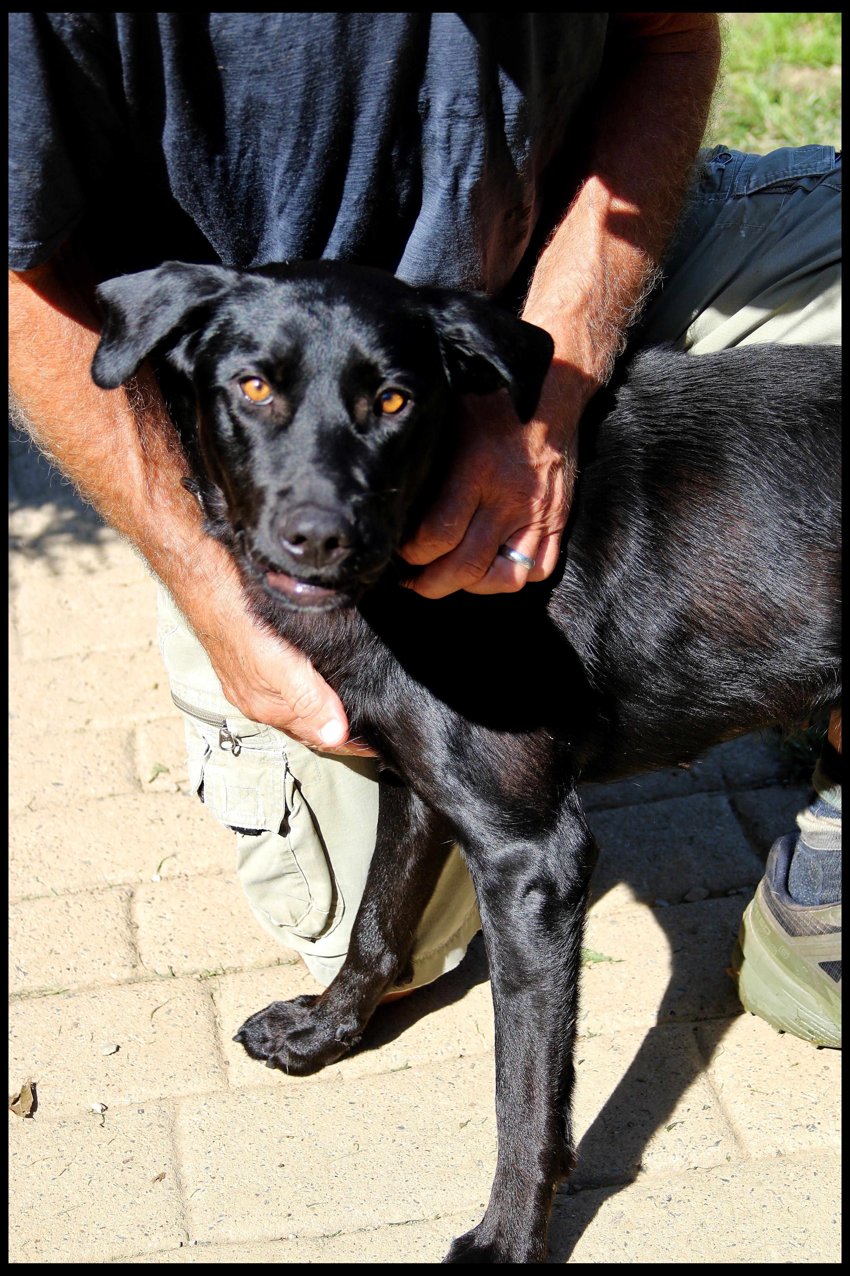Enlarge August, a Adoption Pending mixed breed in Shippenville, PA image 3/6