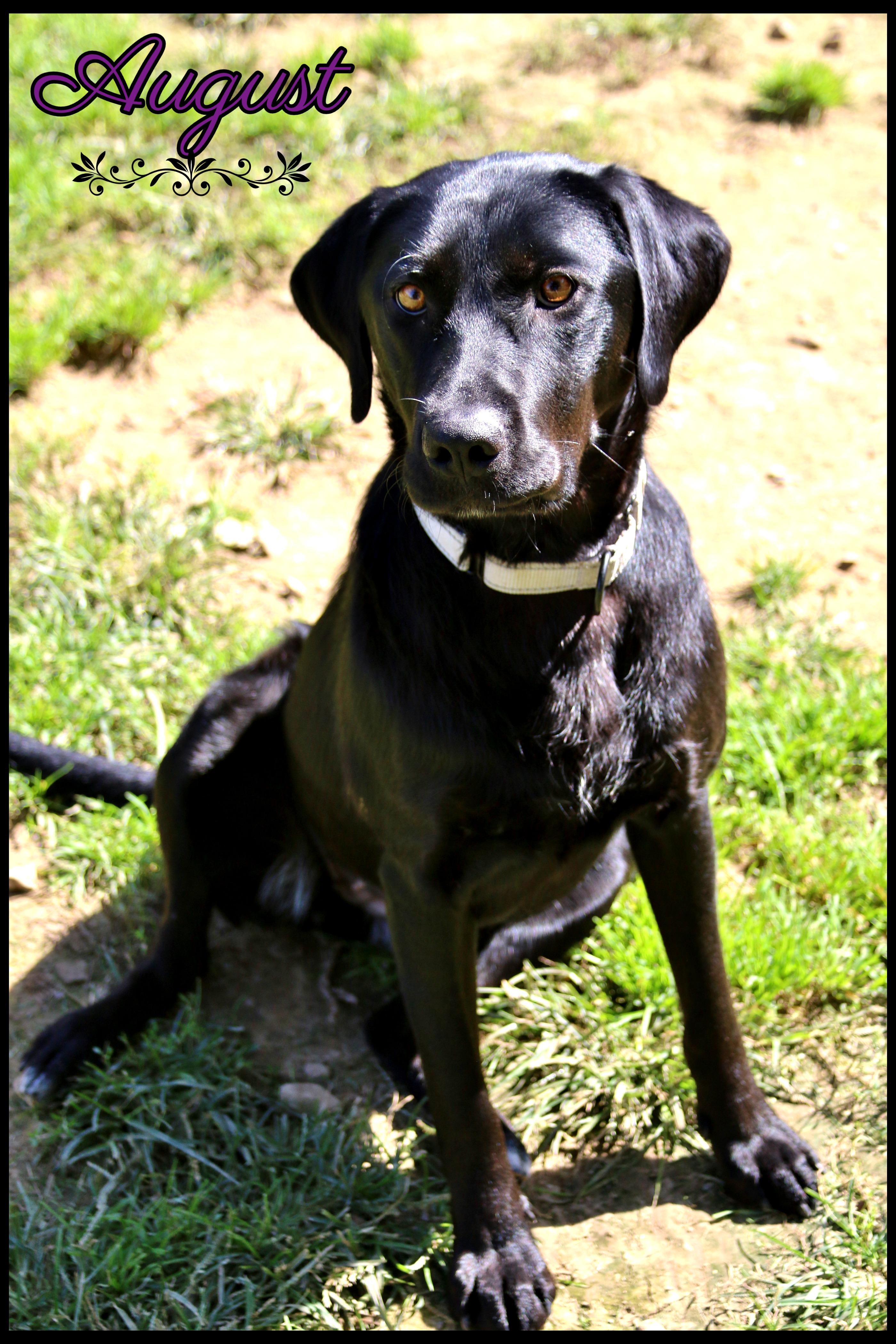 Enlarge August, a Adoption Pending mixed breed in Shippenville, PA image 2/6