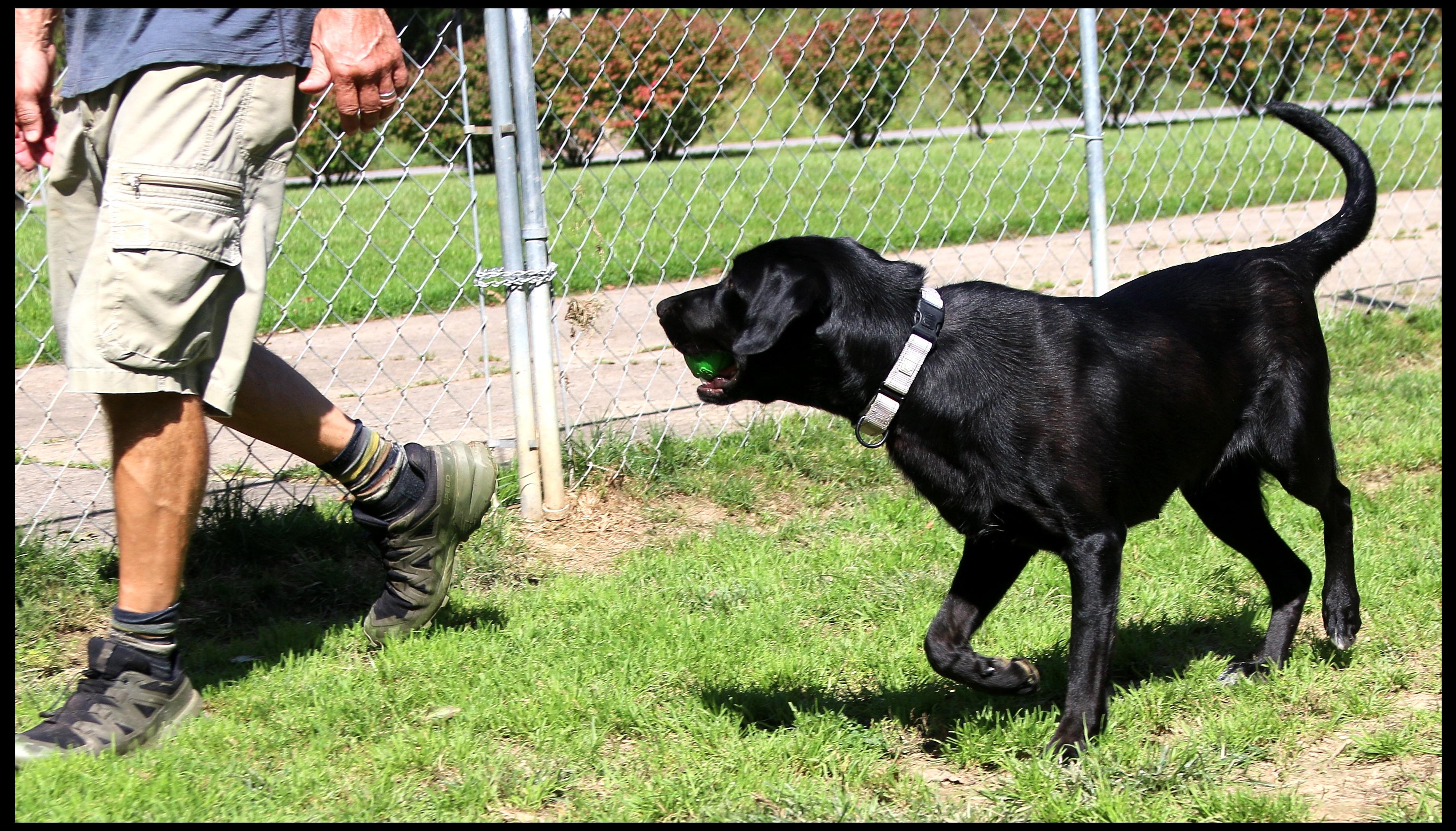 Enlarge August, a Adoption Pending mixed breed in Shippenville, PA image 5/6