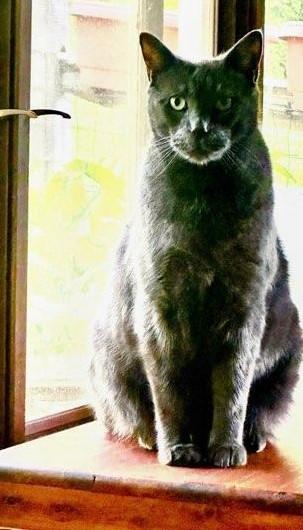 Pedro      (Declawed & Big & Bonded to Napolean)