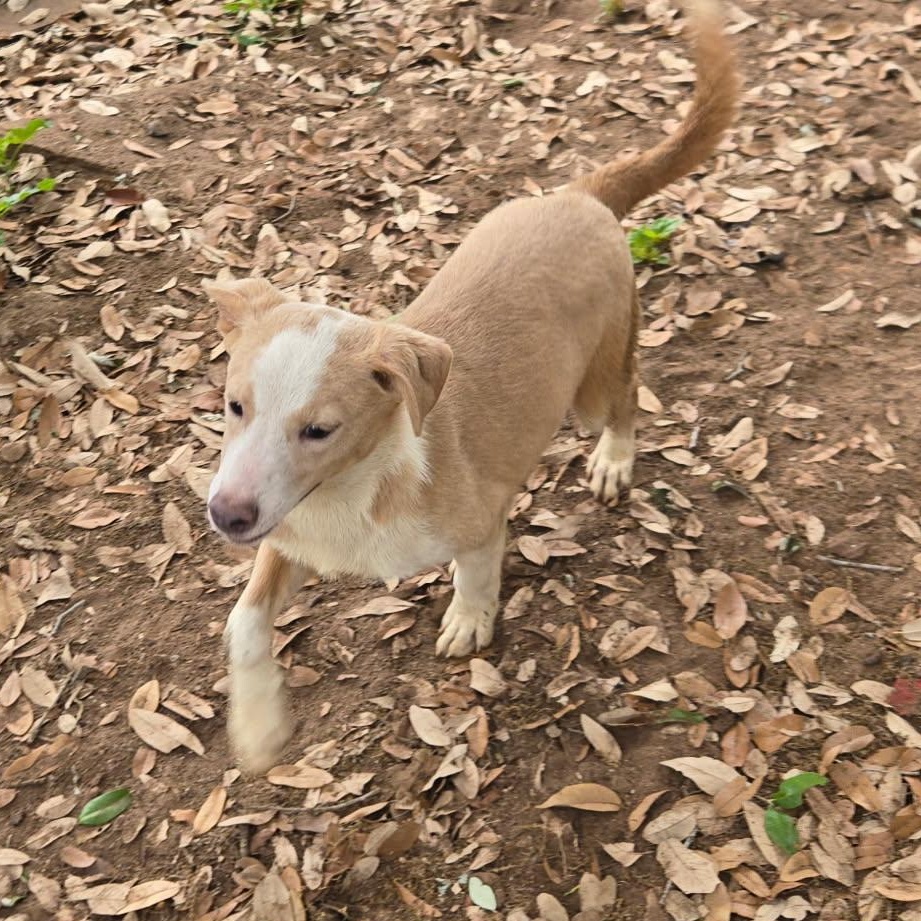 Enlarge Bean, a Adoptable mixed breed in Kalamazoo, MI image 4/6