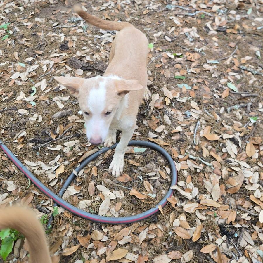 Enlarge Bean, a Adoptable mixed breed in Kalamazoo, MI image 5/6