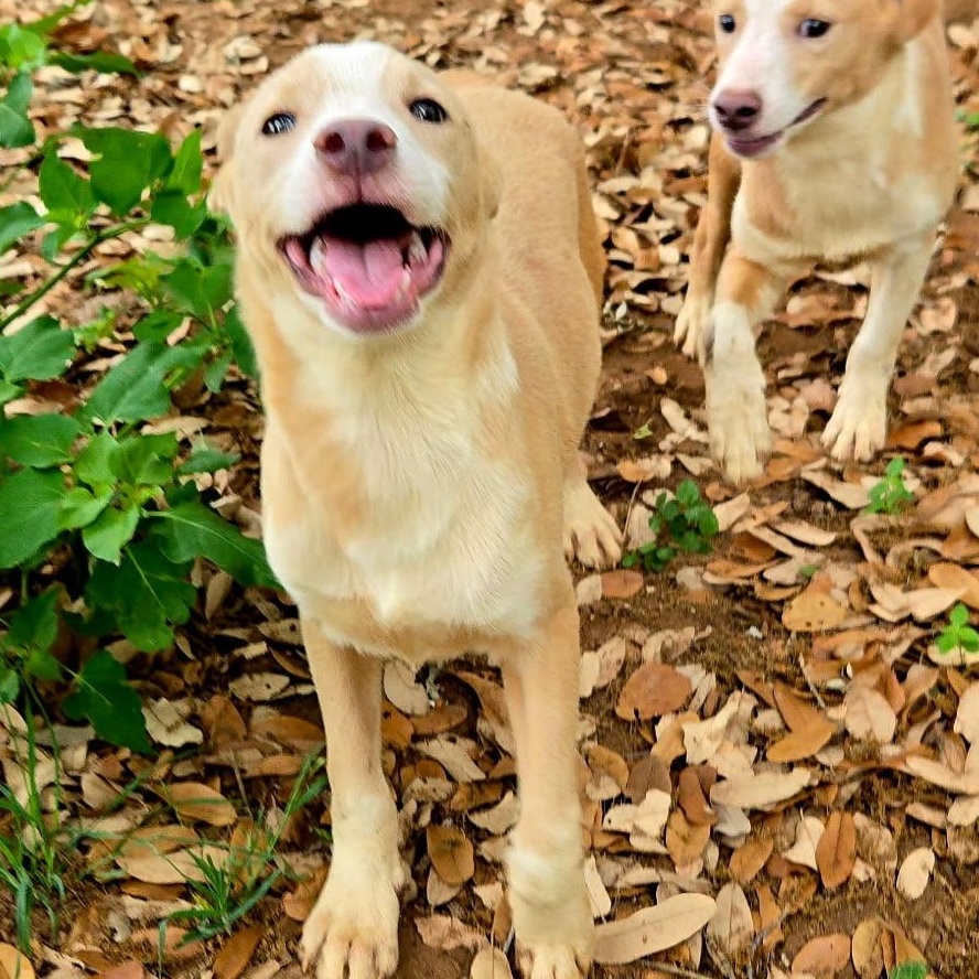 Enlarge Bean, a Adoptable mixed breed in Kalamazoo, MI image 2/6