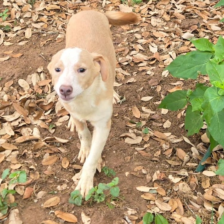 Enlarge Bean, a Adoptable mixed breed in Kalamazoo, MI image 3/6