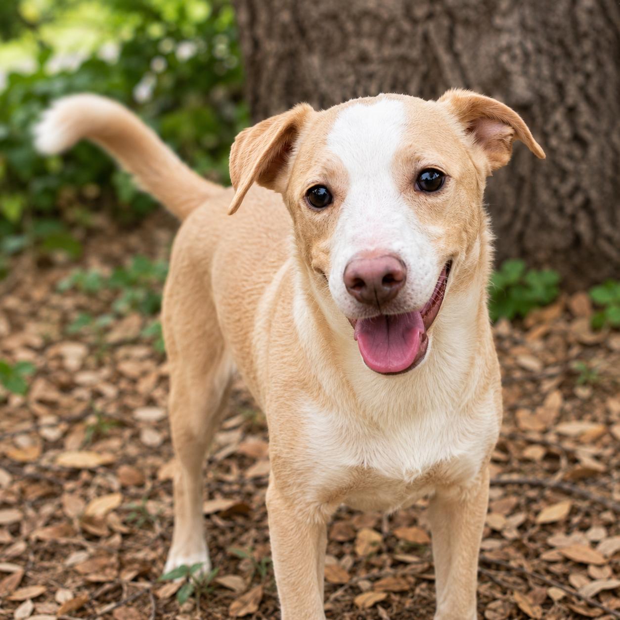 Enlarge Bean, a Adoptable mixed breed in Kalamazoo, MI image 1/6