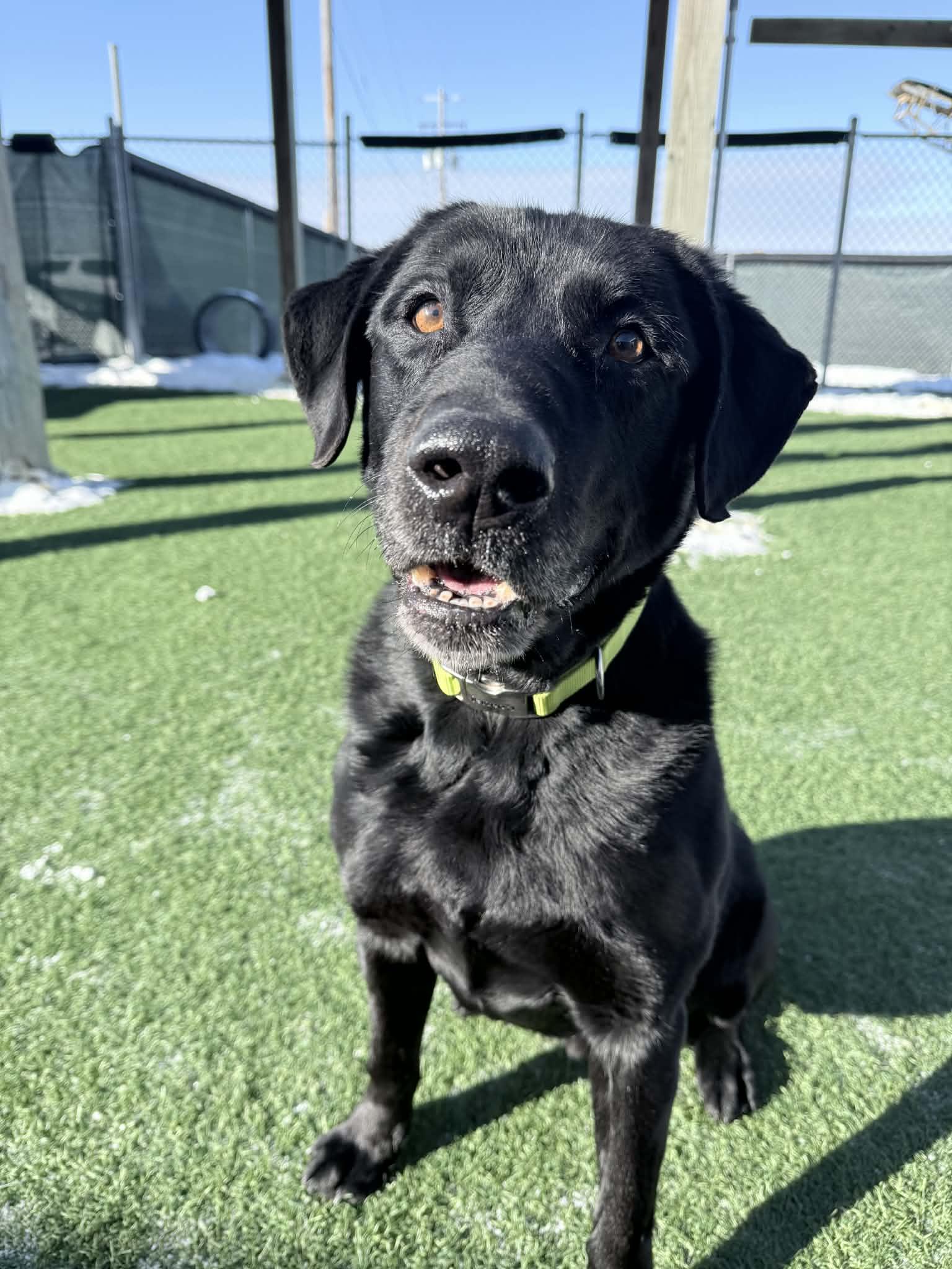 Enlarge Toby , a ADOPTABLE Labrador Retriever in Sparta, WI image 4/5