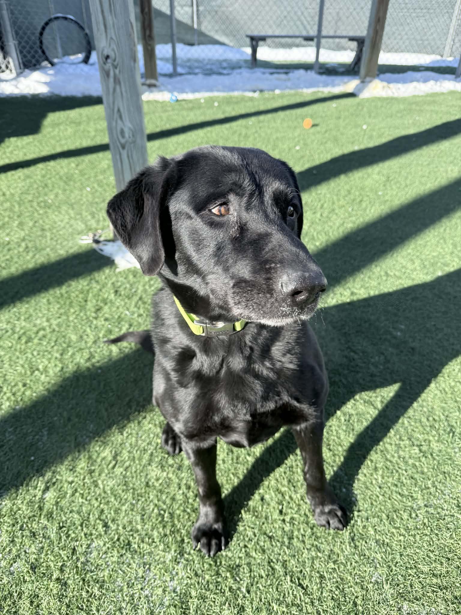 Enlarge Toby , a ADOPTABLE Labrador Retriever in Sparta, WI image 3/5