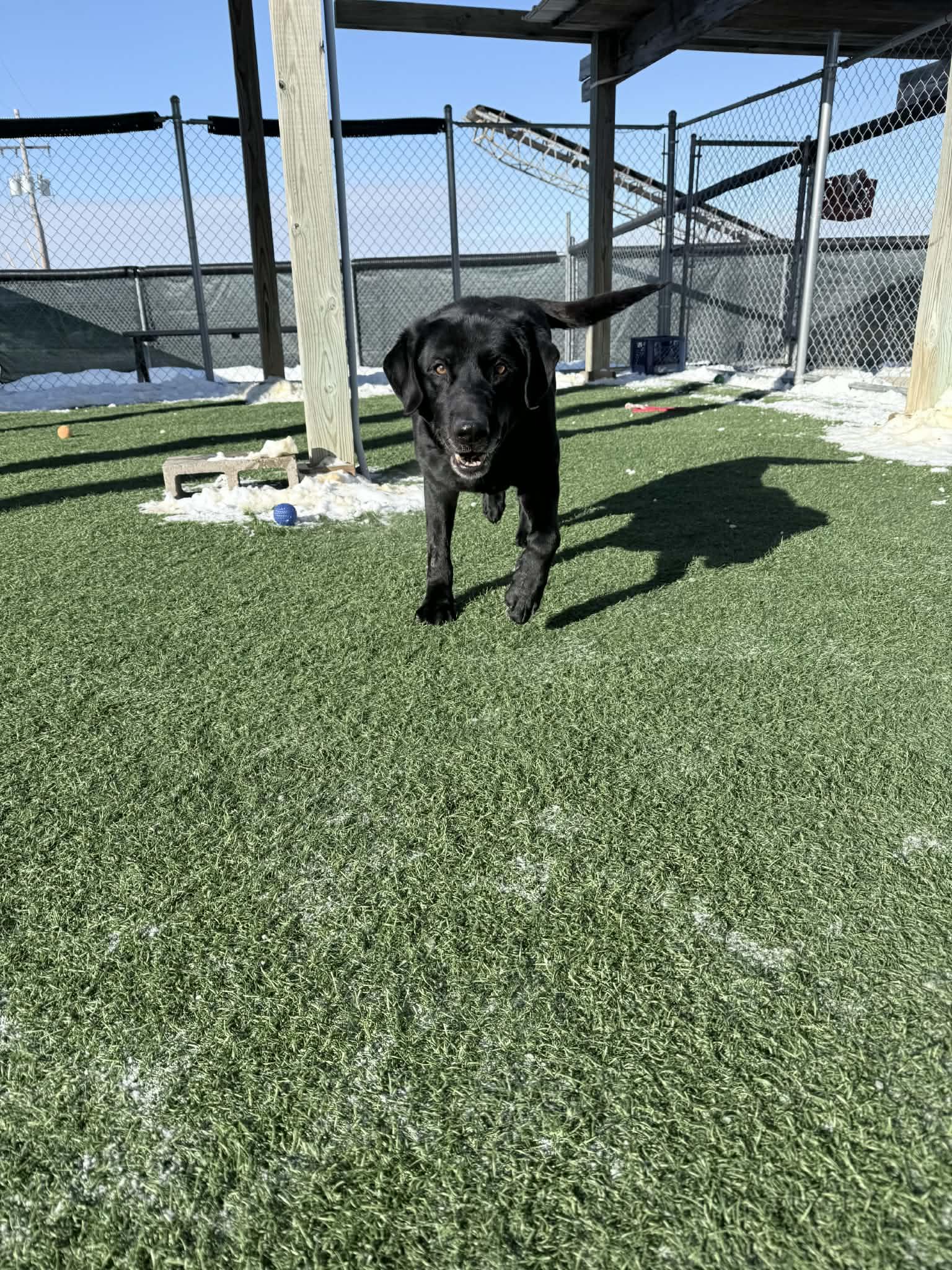 Enlarge Toby , a ADOPTABLE Labrador Retriever in Sparta, WI image 5/5