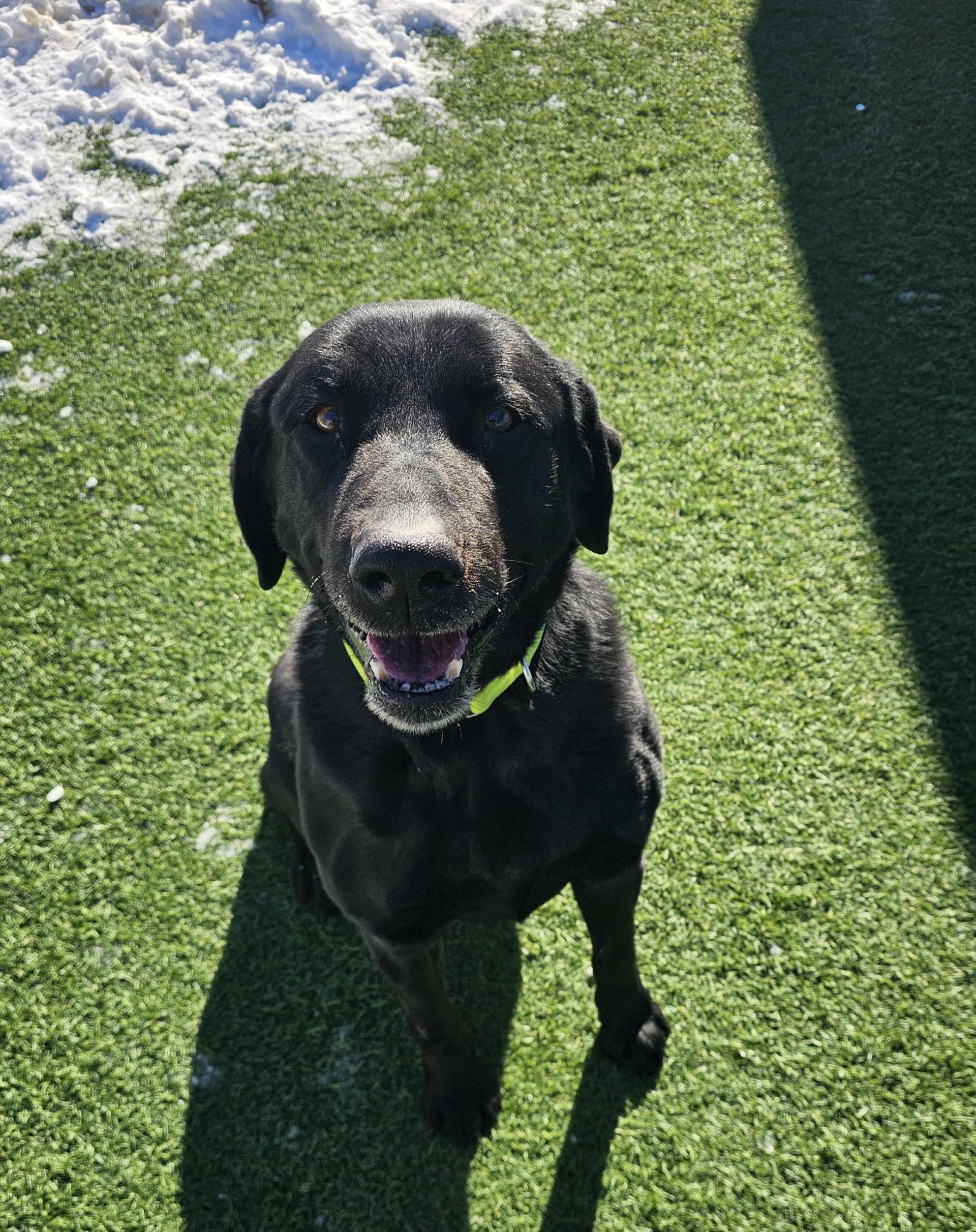 Enlarge Toby , a ADOPTABLE Labrador Retriever in Sparta, WI image 2/5