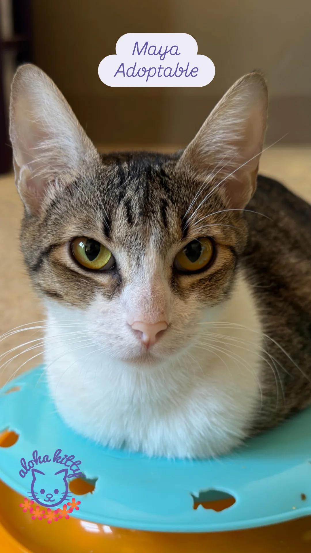 Enlarge Maya, a Adoptable Domestic Short Hair in Honolulu, HI image 1/1