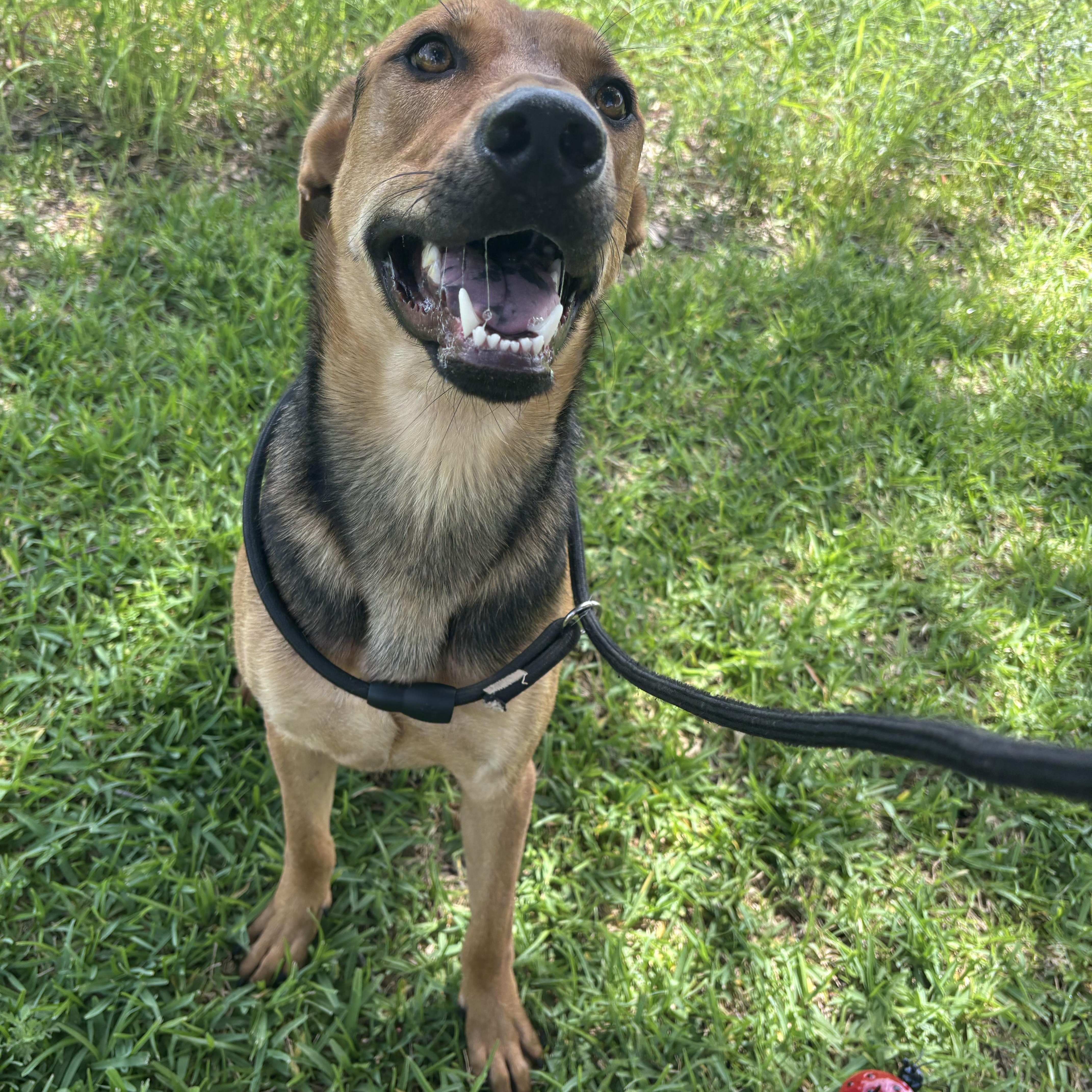 Bingley, Adoptable, Young Male German Shepherd Dog.