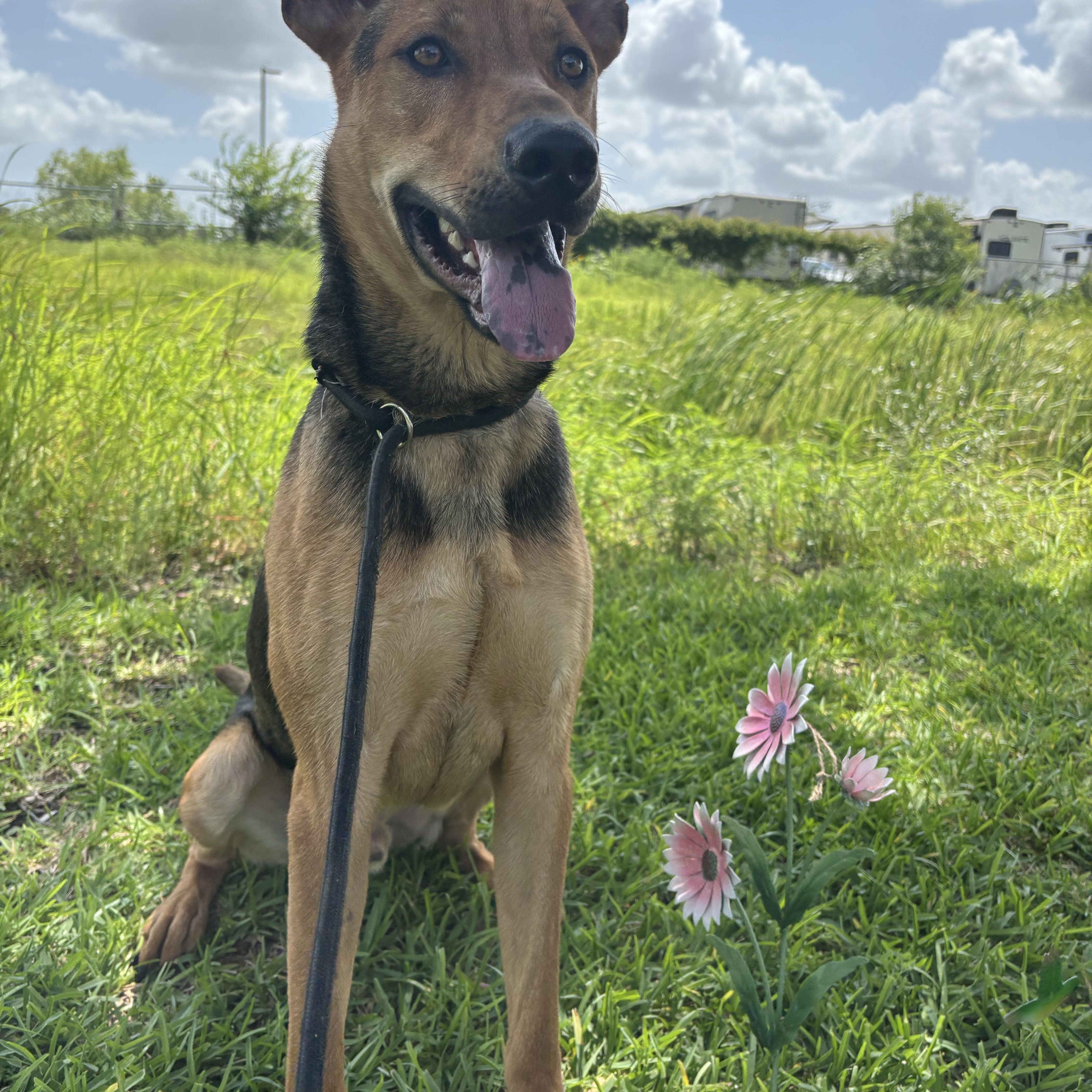 Enlarge Bingley, a Adoptable mixed breed in Albany, NY image 3/5