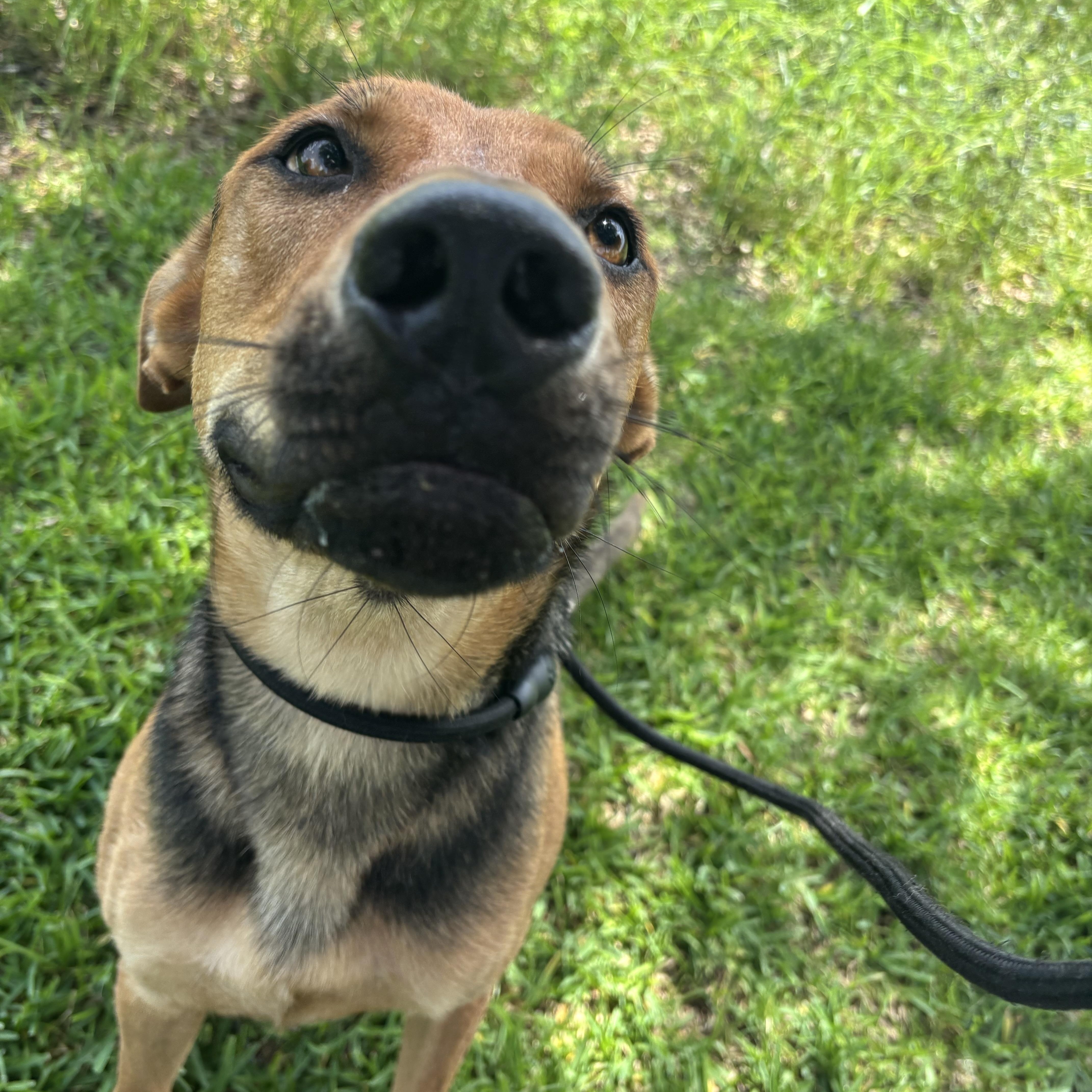Enlarge Bingley, a Adoptable mixed breed in Albany, NY image 2/5