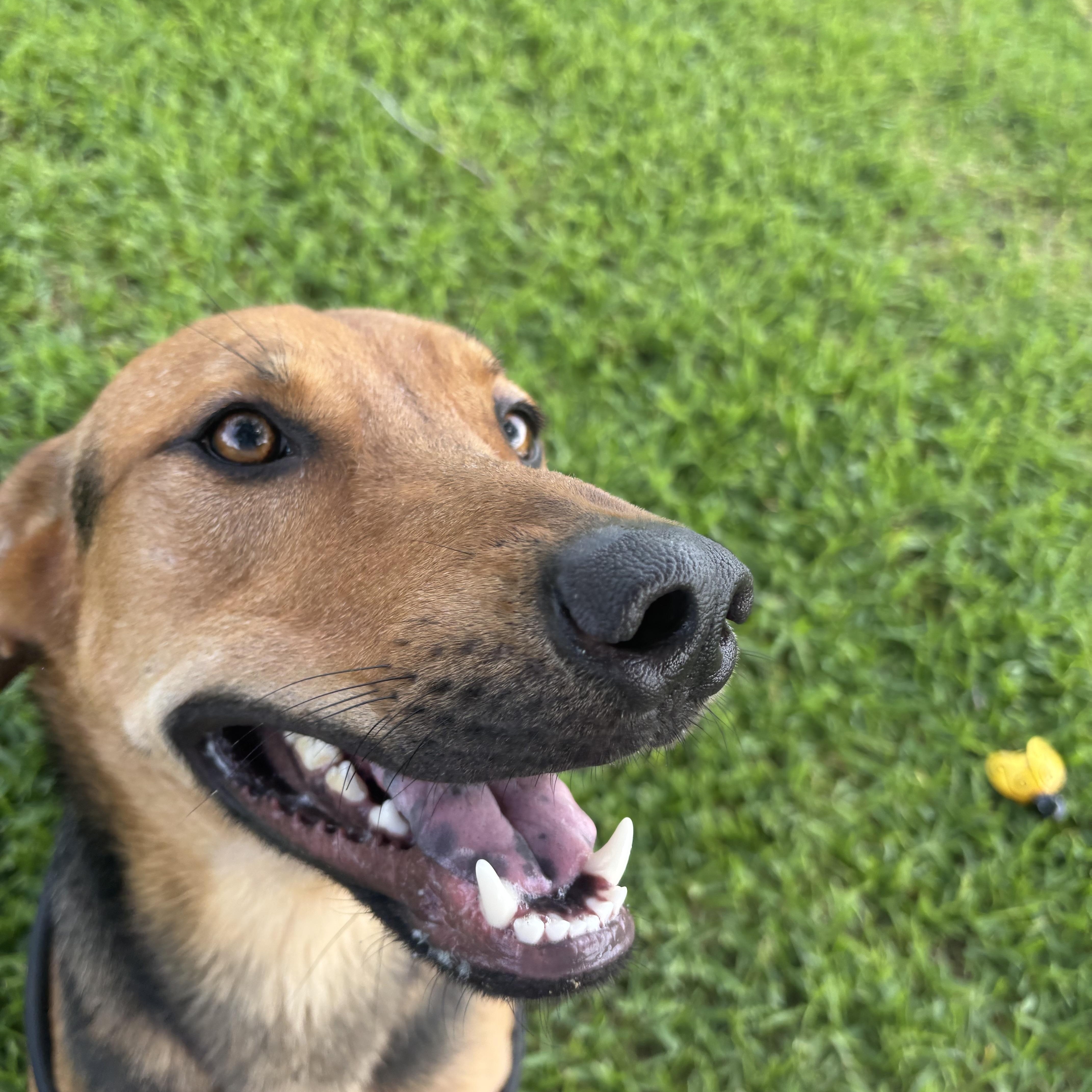 Enlarge Bingley, a Adoptable mixed breed in Albany, NY image 5/5