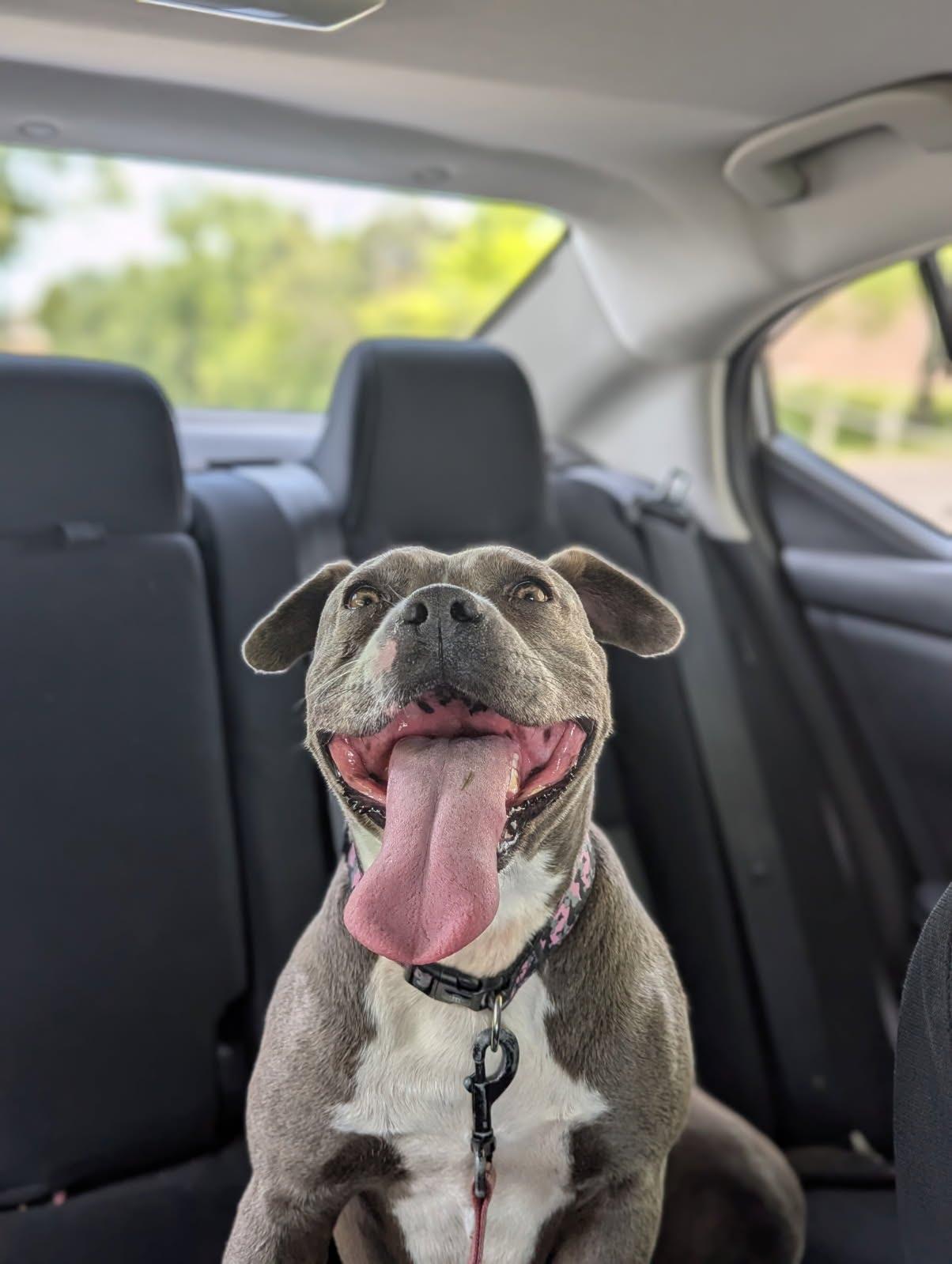 Harley