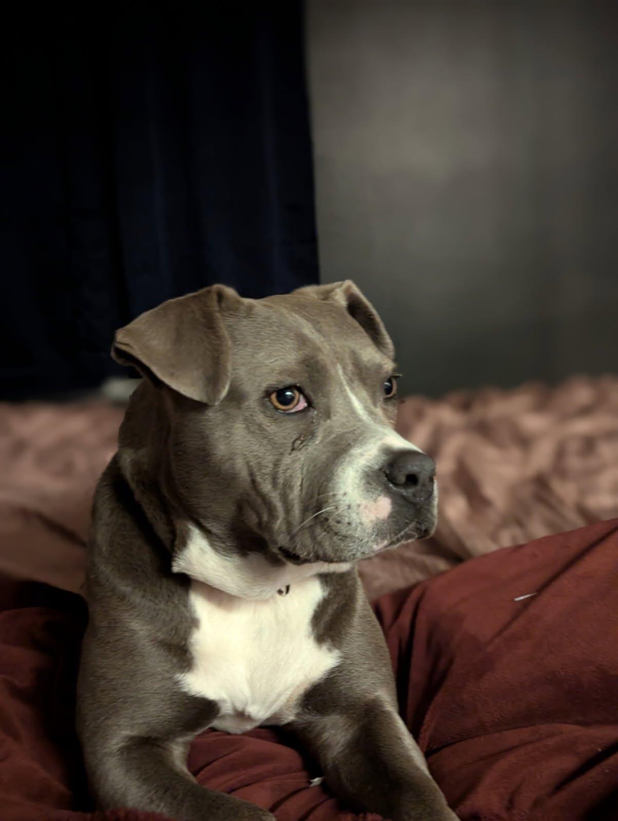Harley