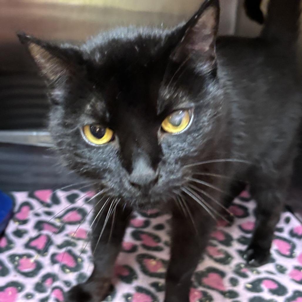 Scissors, Adoptable, Adult Female Domestic Short Hair.