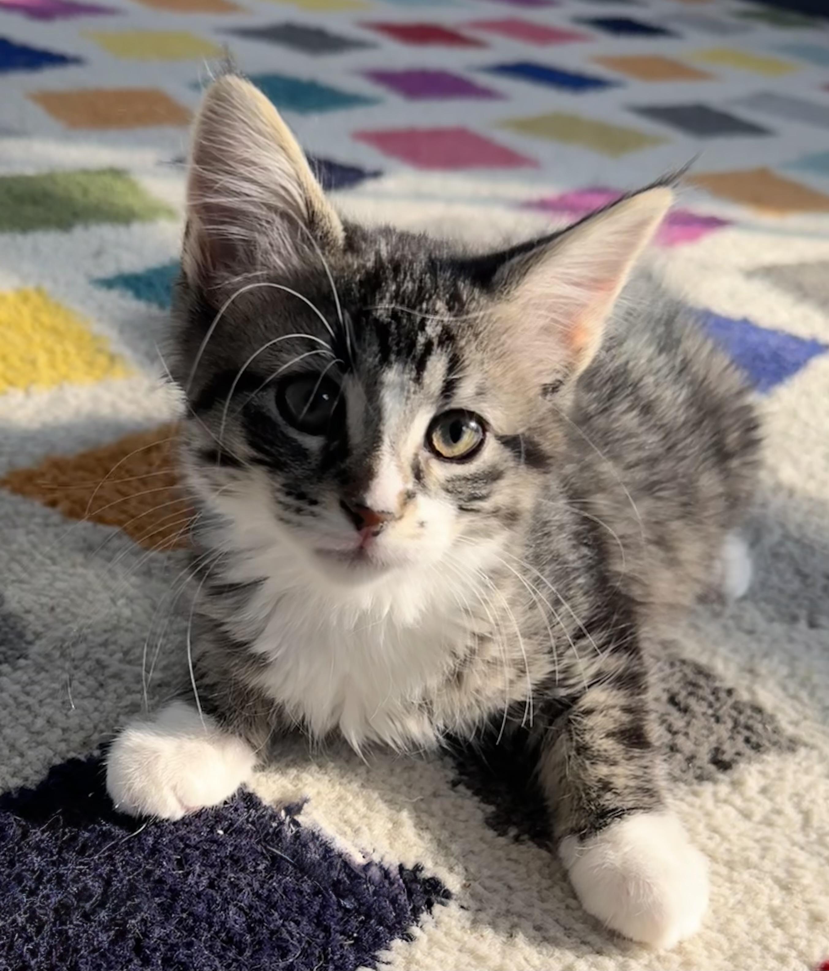 Cindy Crawford, adopted, Kitten Female Domestic Medium Hair.