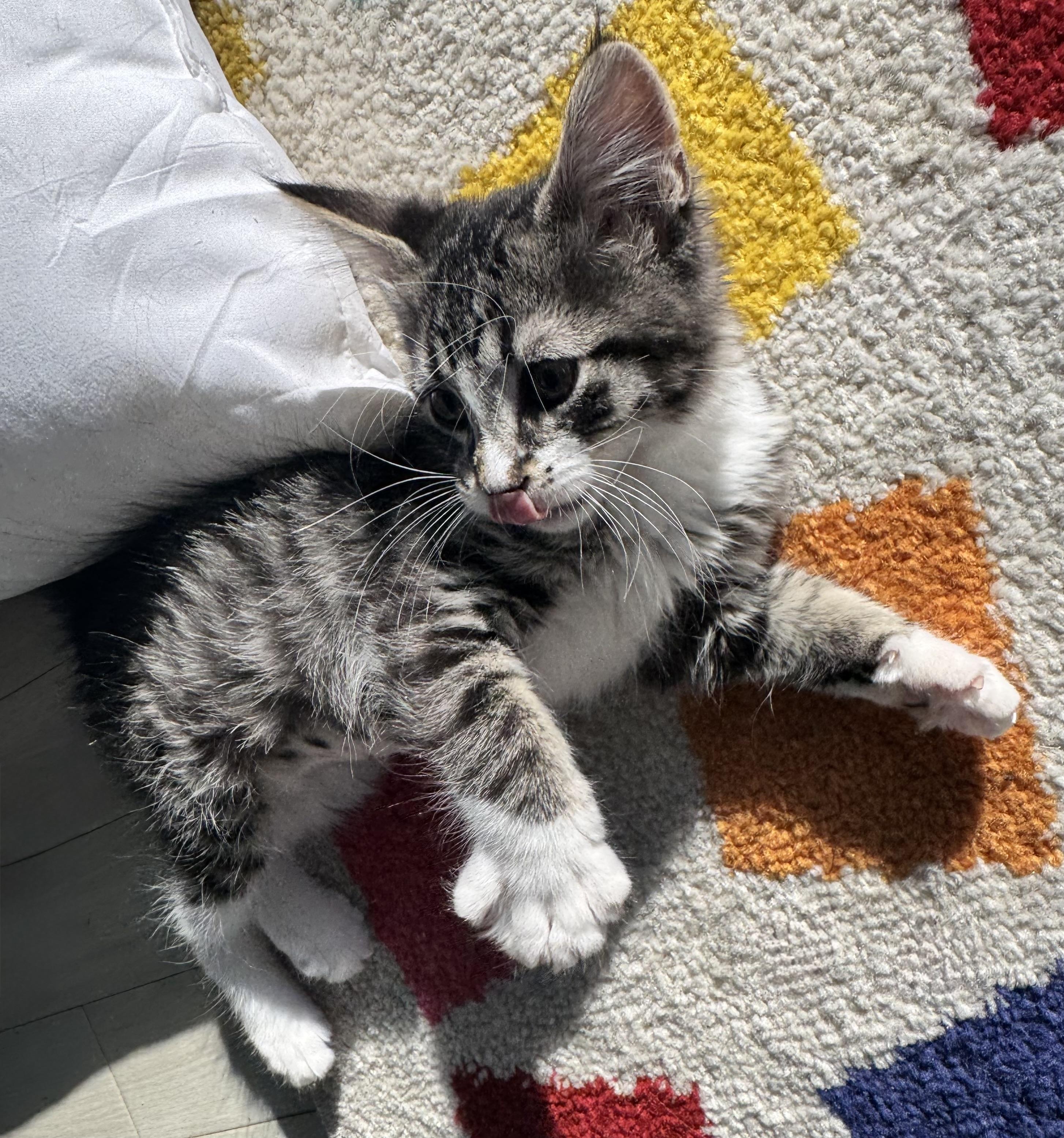 Enlarge Cindy Crawford, an adopted Domestic Medium Hair in Saginaw, MI image 3/5